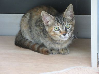 シャイの写真