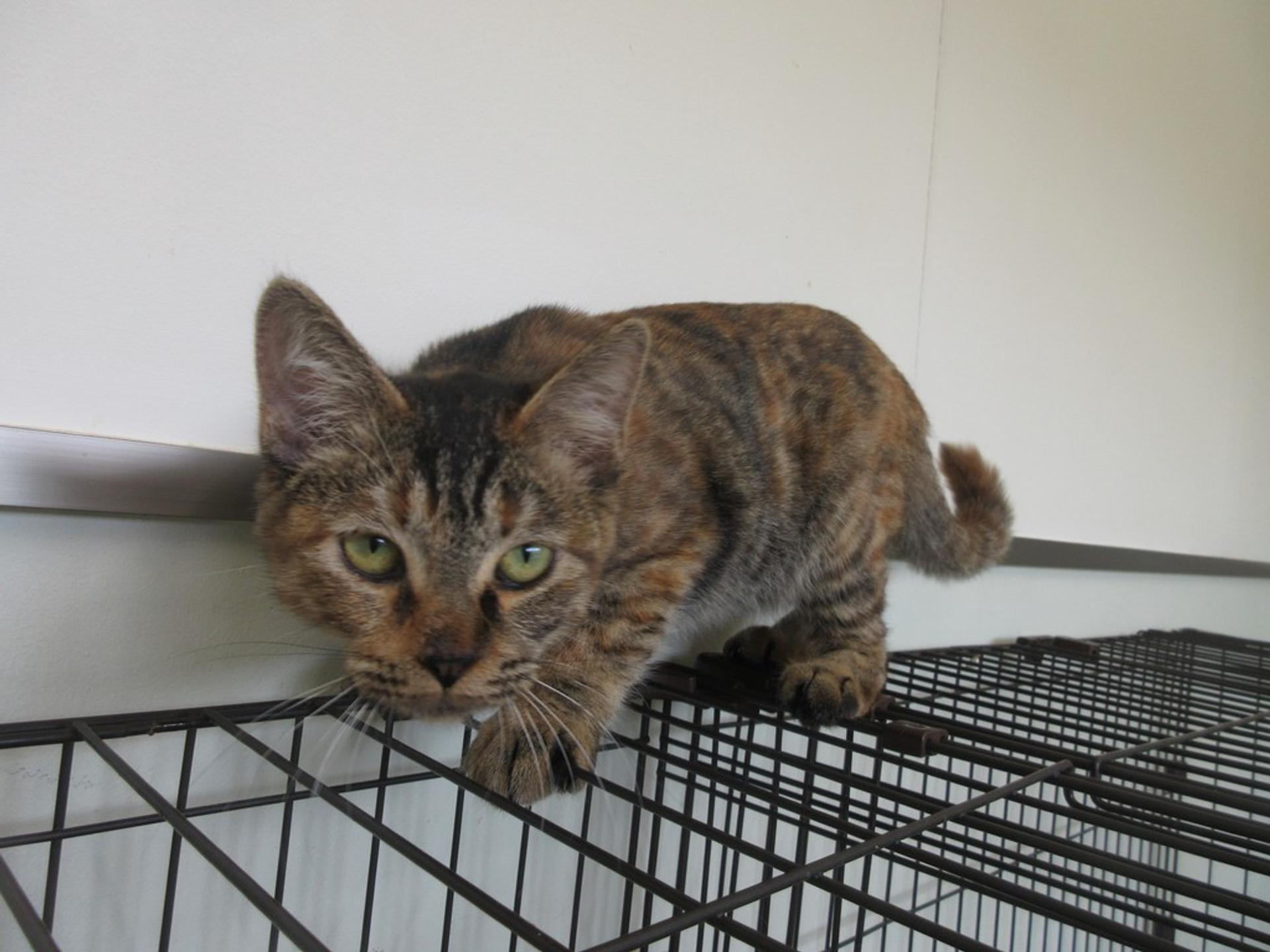 pet-image-2