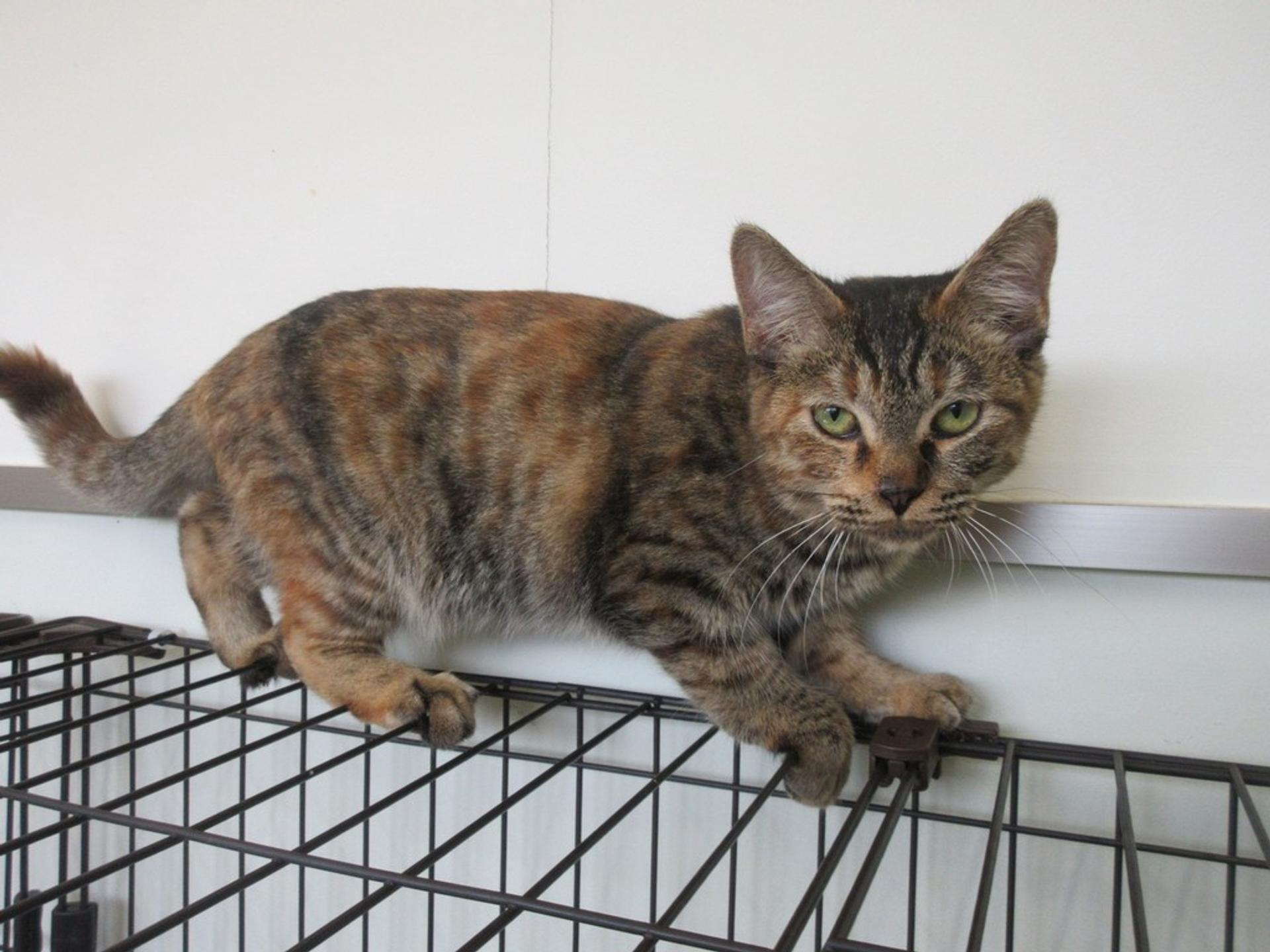 pet-image-3
