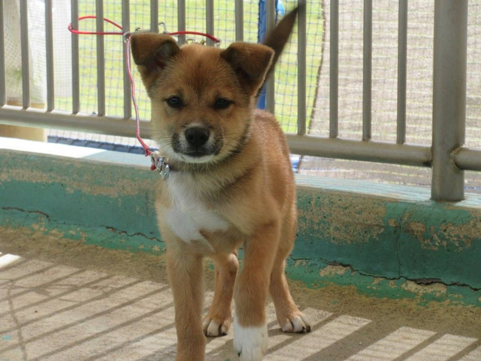 雑種（ミックス犬）・オスの里親募集の写真