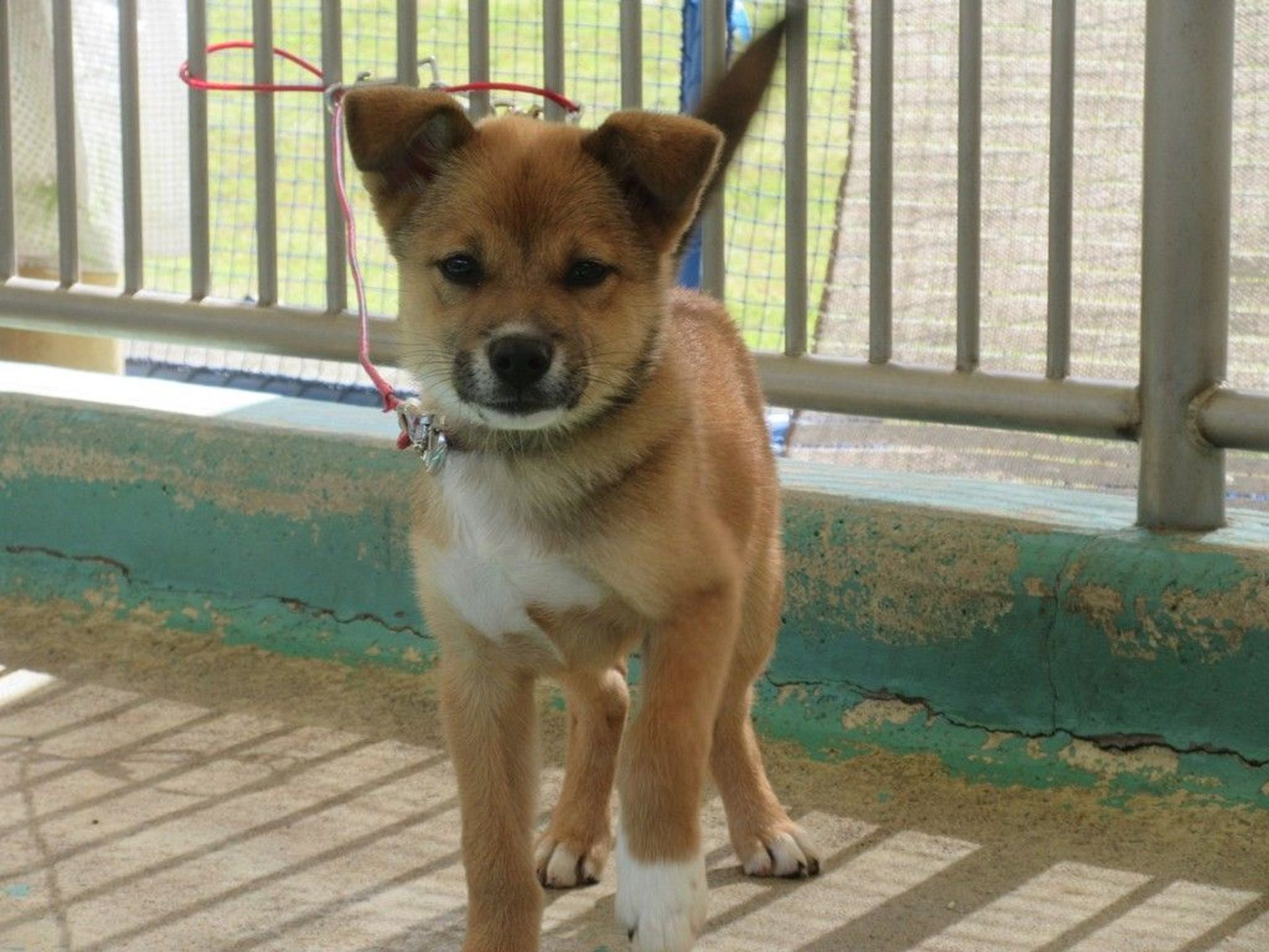 雑種（ミックス犬）・オスの里親募集の写真