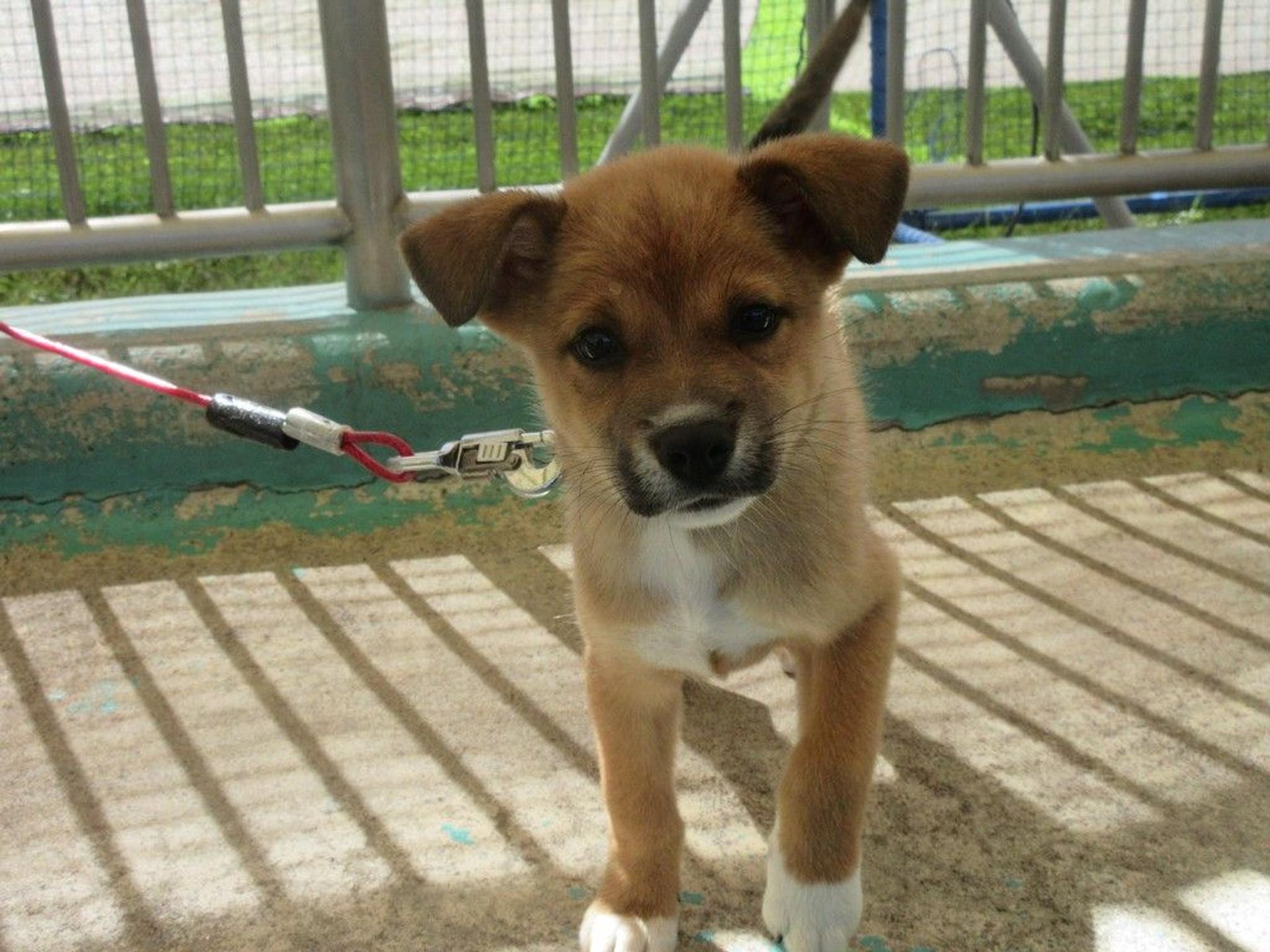 pet-image-2