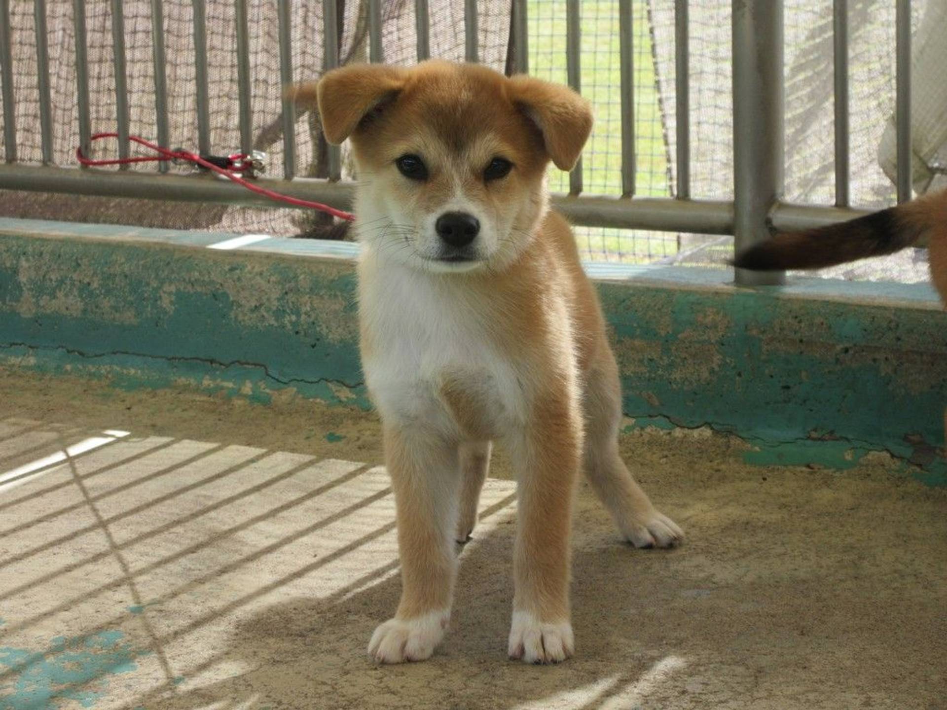 雑種（ミックス犬）・オスの里親募集の写真