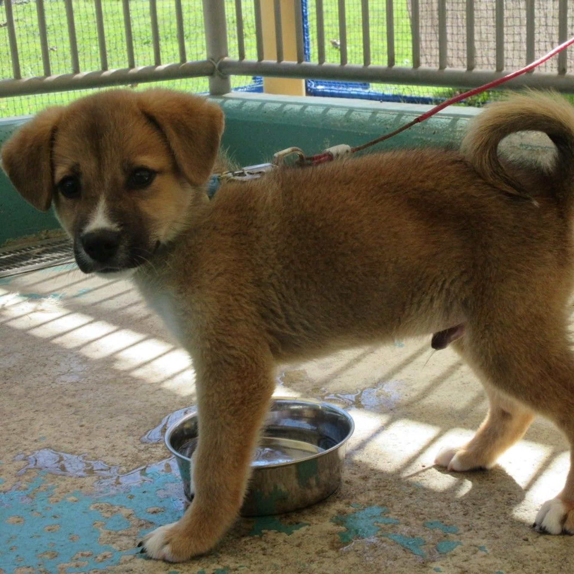pet-image-2