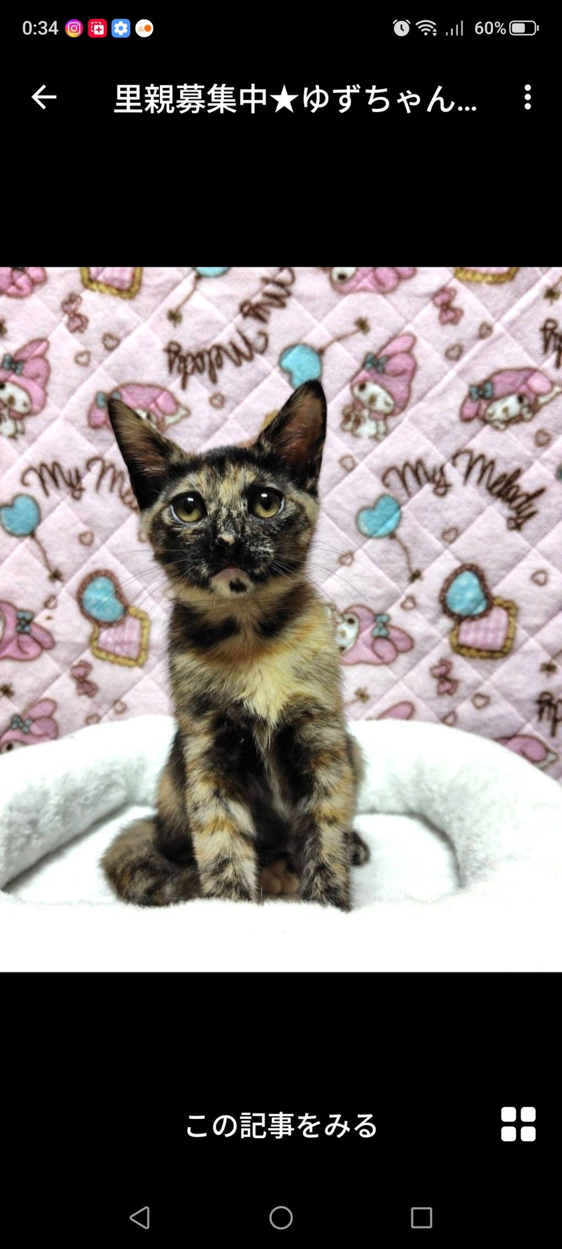 雑種（ミックス猫）・メスの里親募集の写真