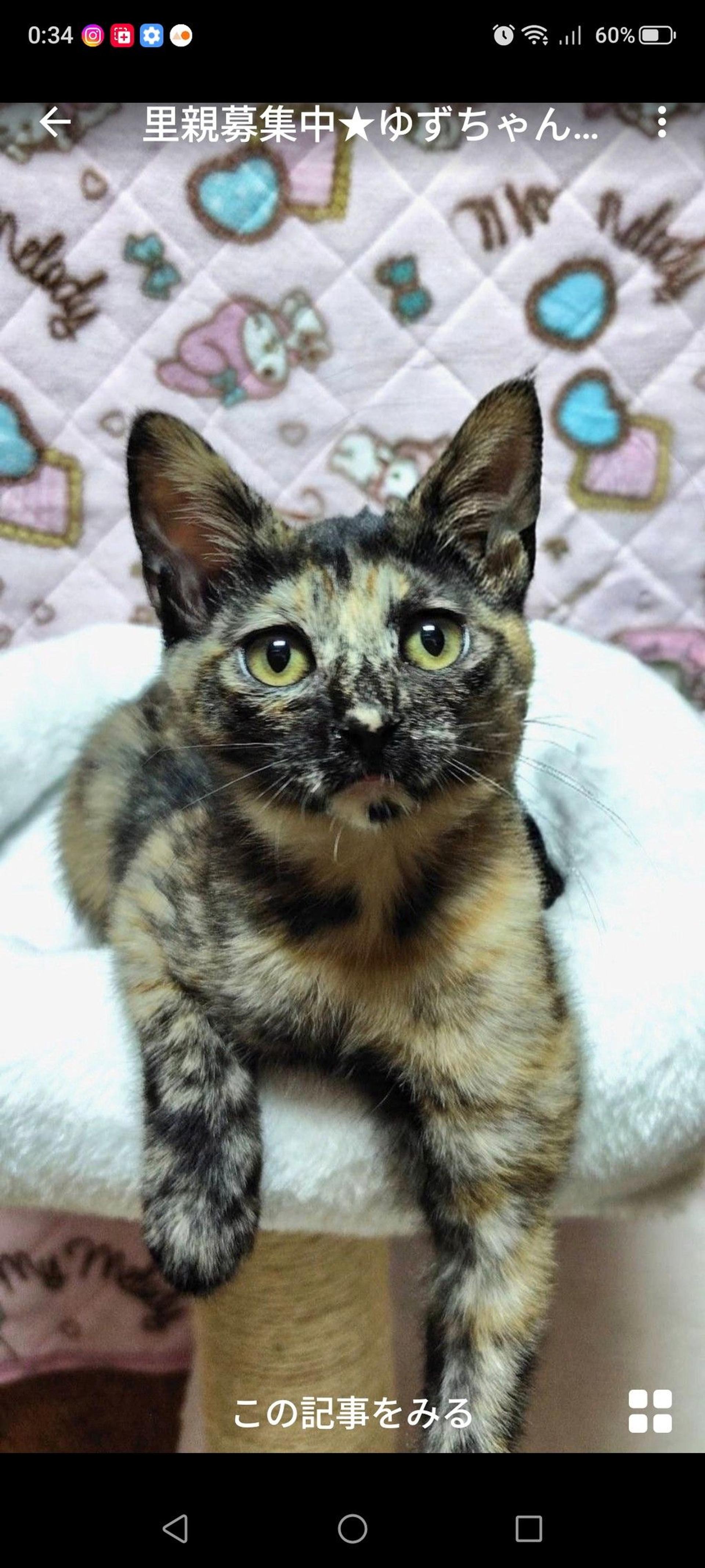 pet-image-2