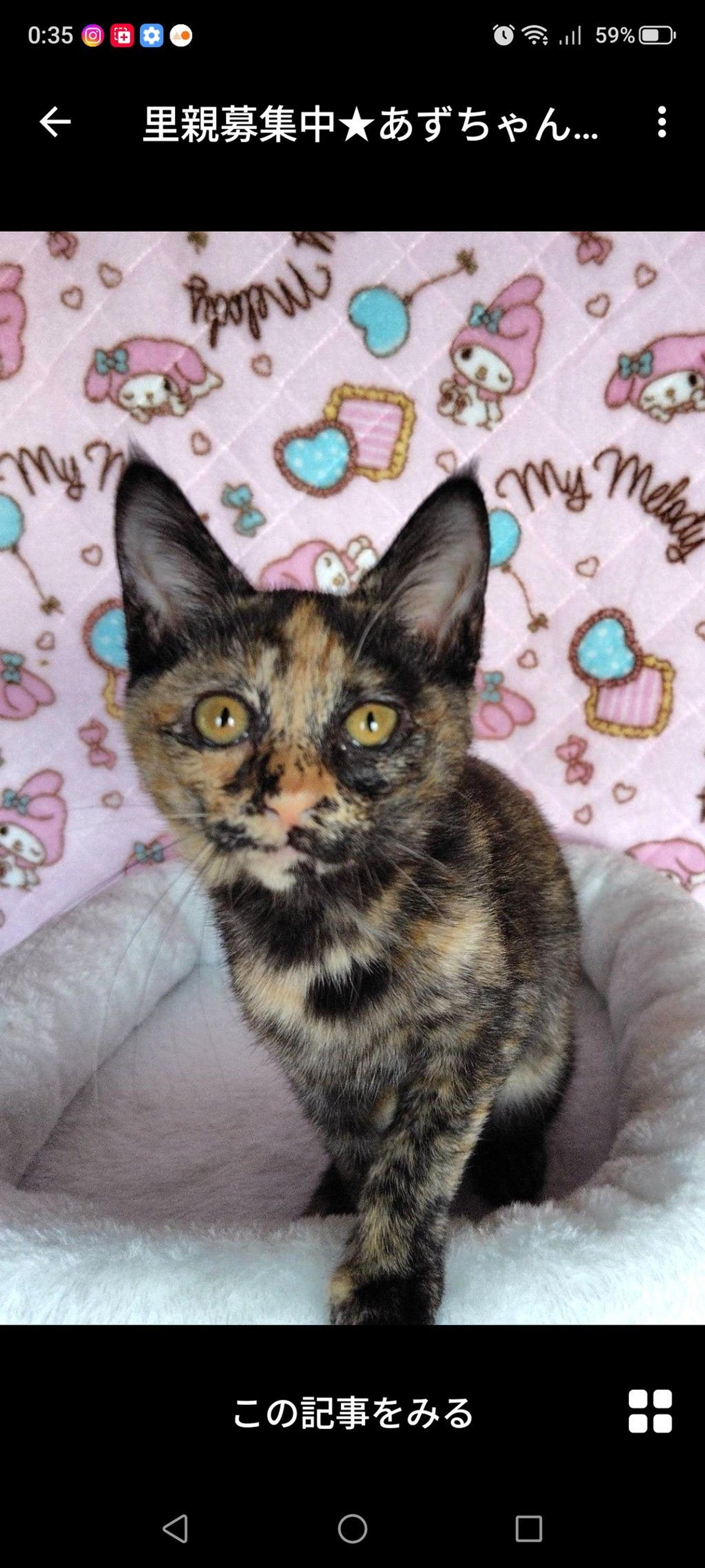 pet-image-3