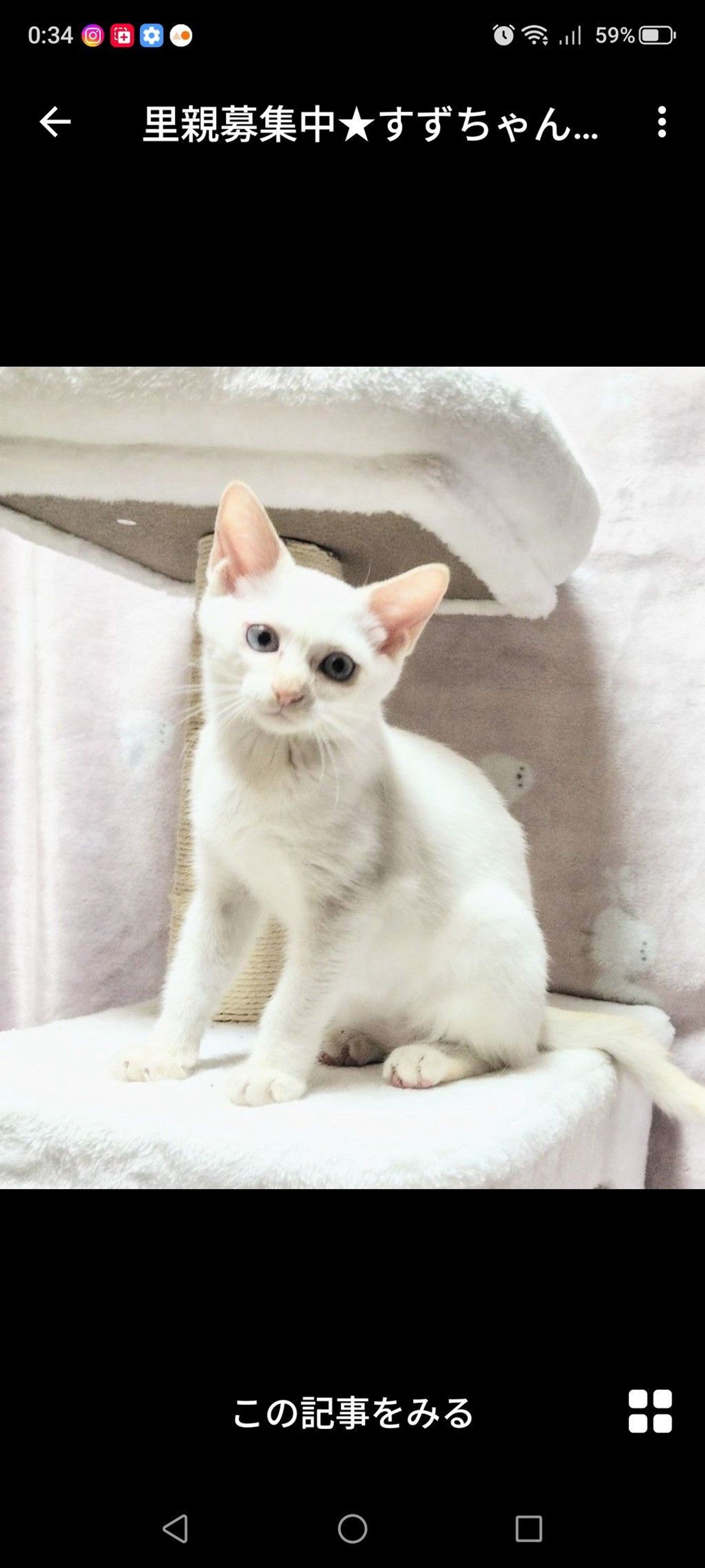雑種（ミックス猫）・メスの里親募集の写真