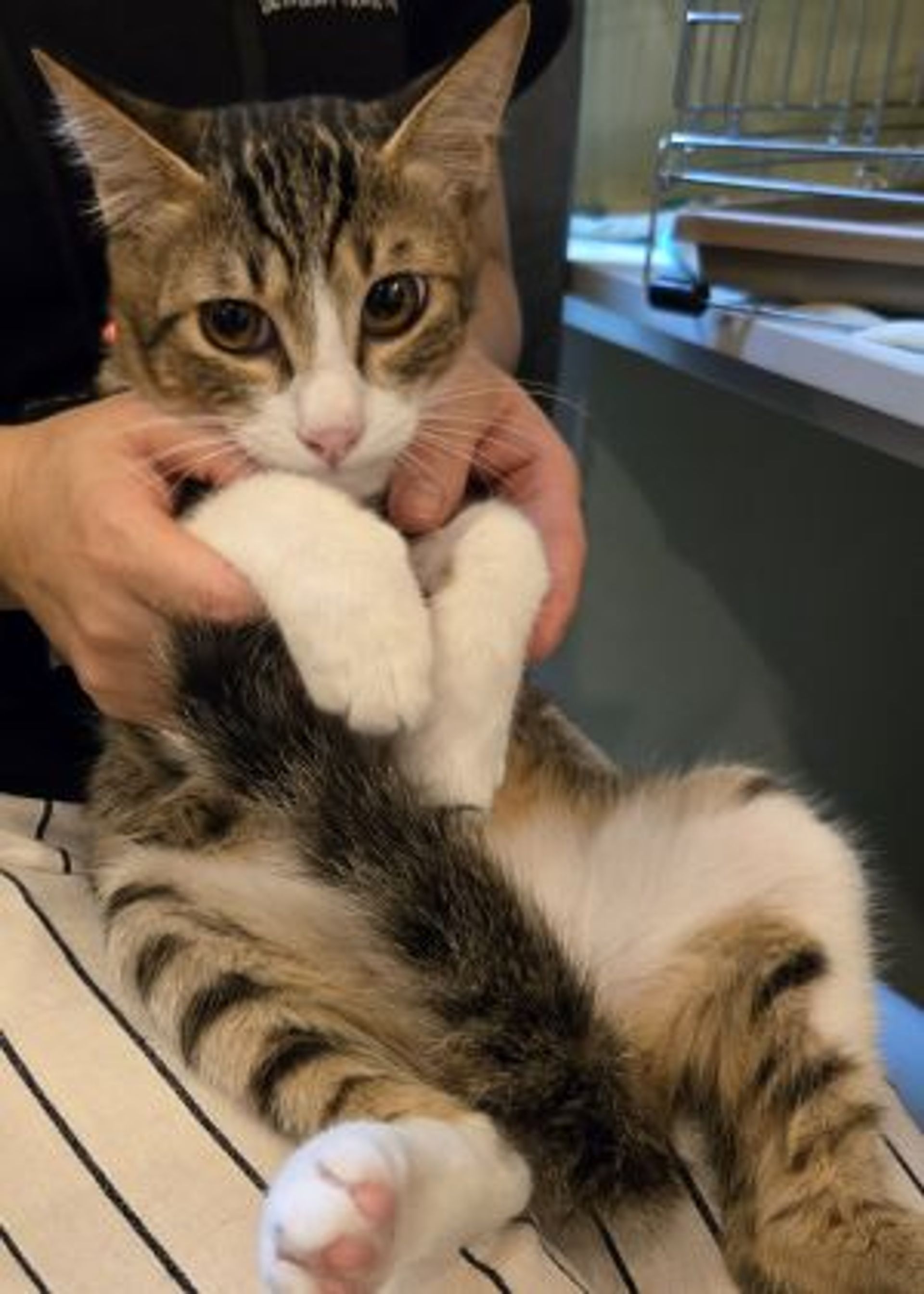 雑種（ミックス猫）・オスの里親募集の写真