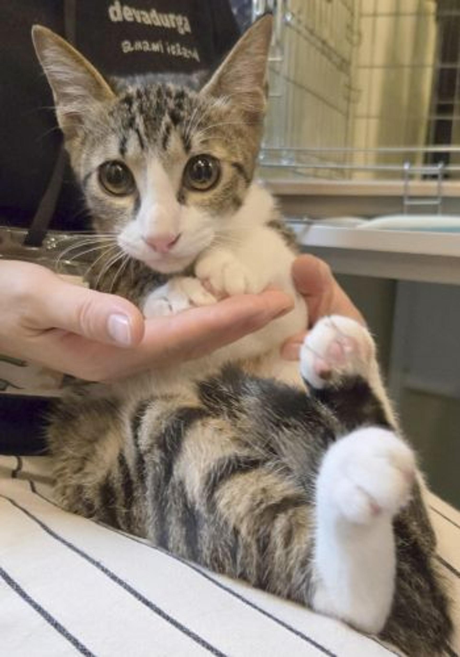 pet-image-3