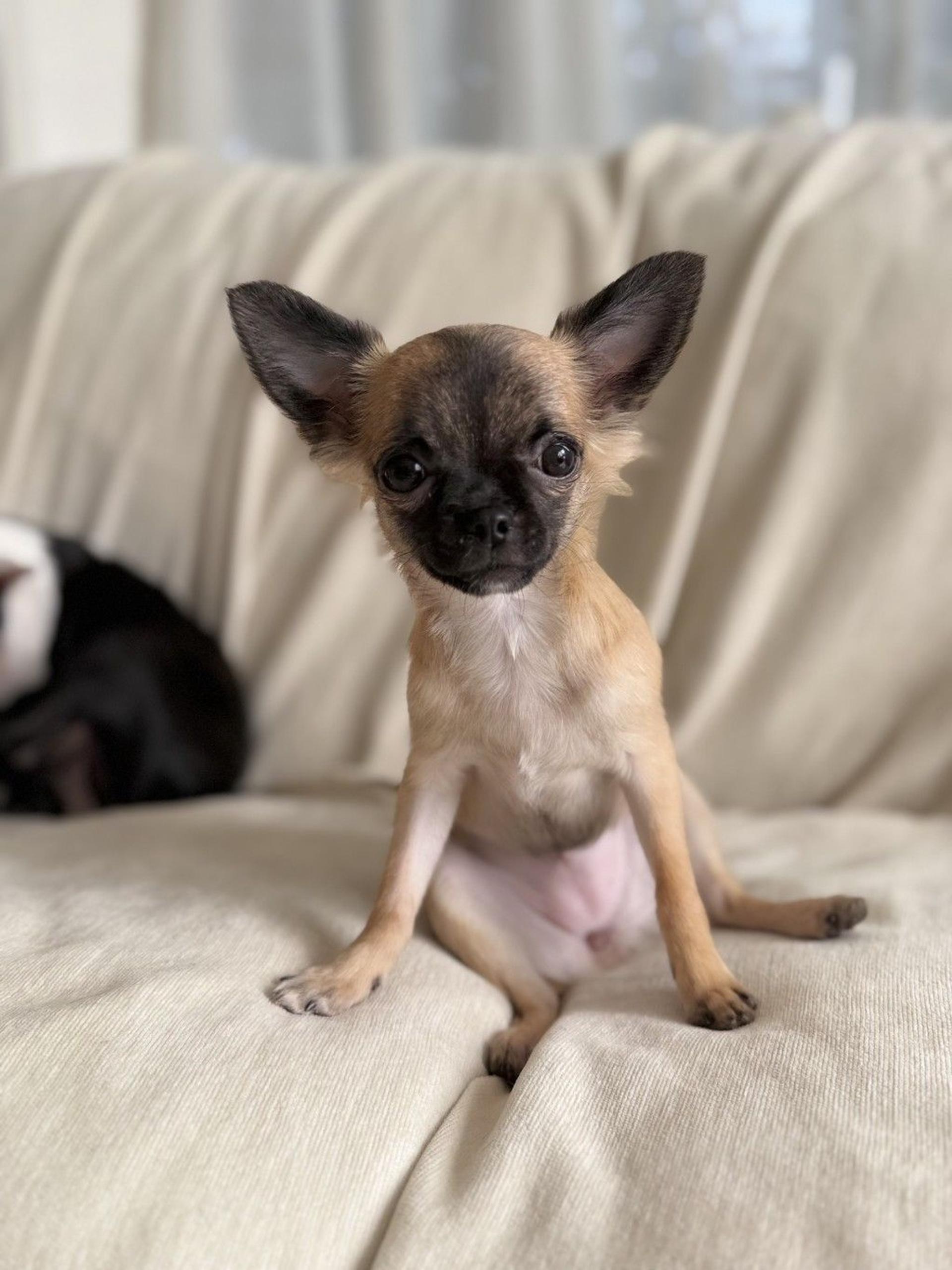 pet-image-3