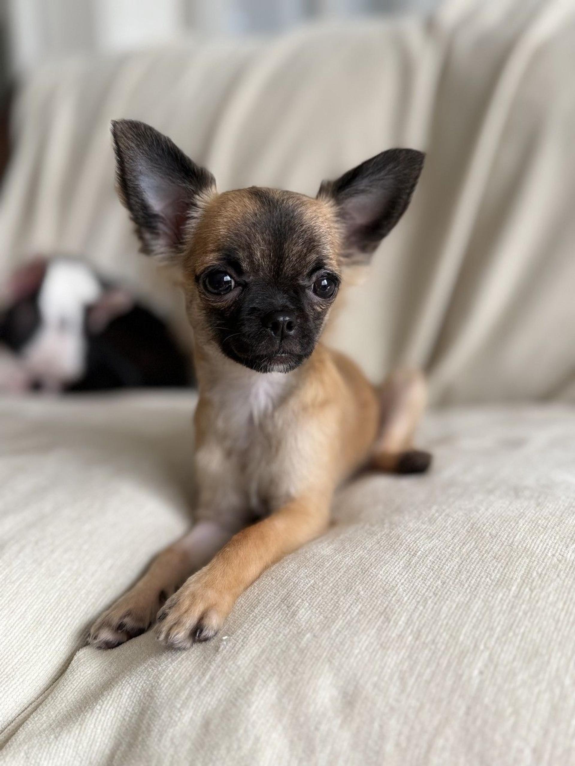 pet-image-4