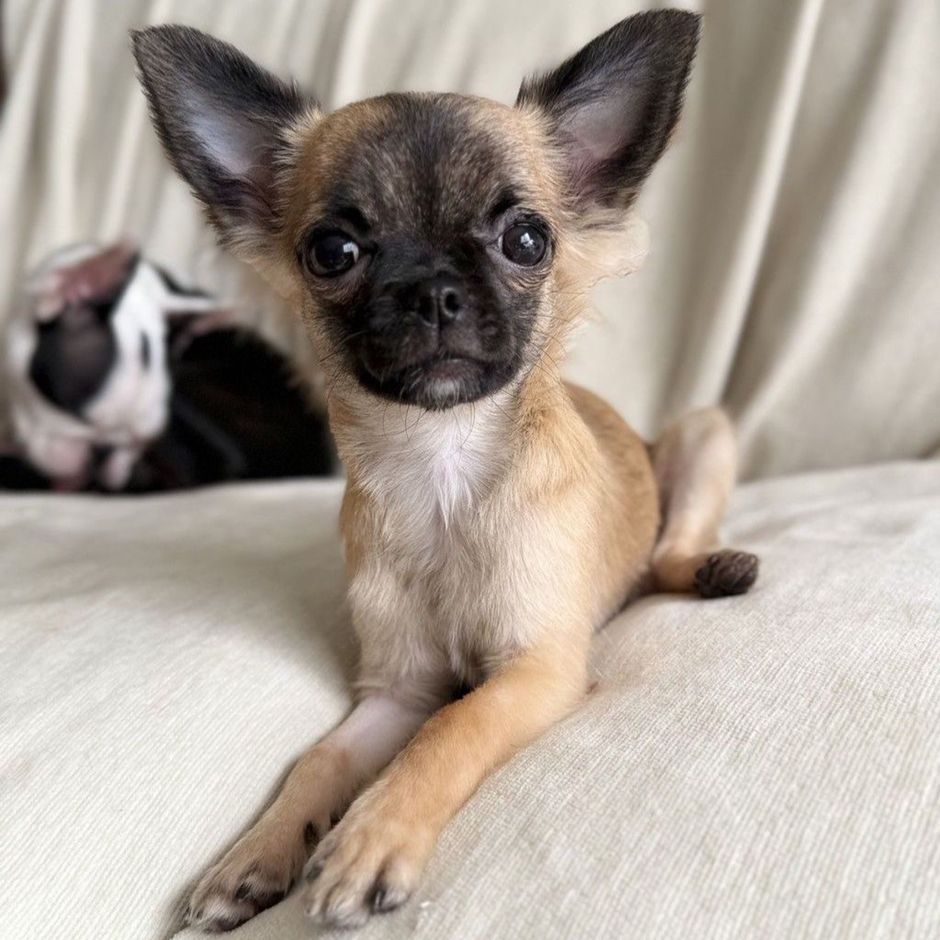 雑種（ミックス犬）・メスの里親募集の写真