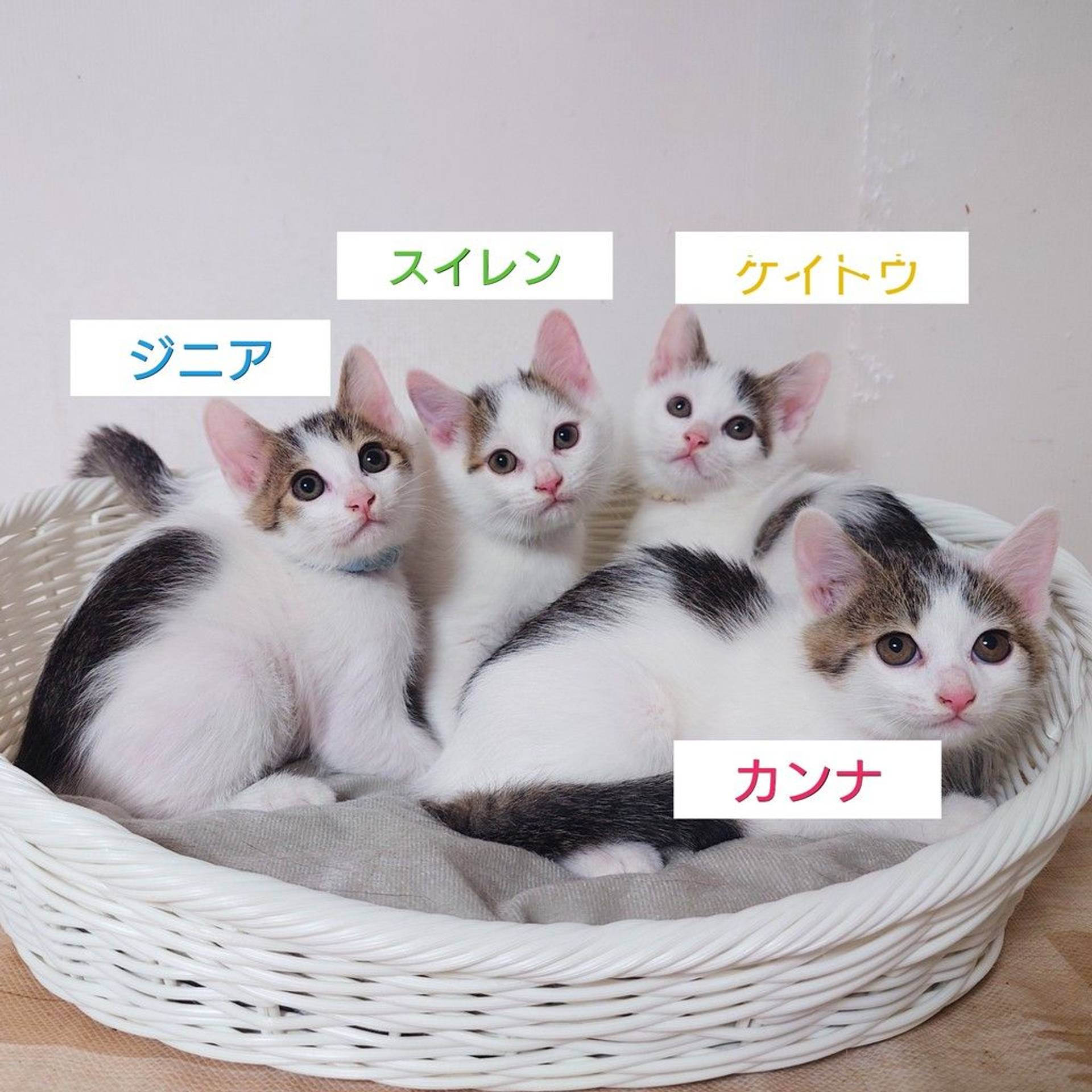 雑種（ミックス猫）・オスの里親募集の写真