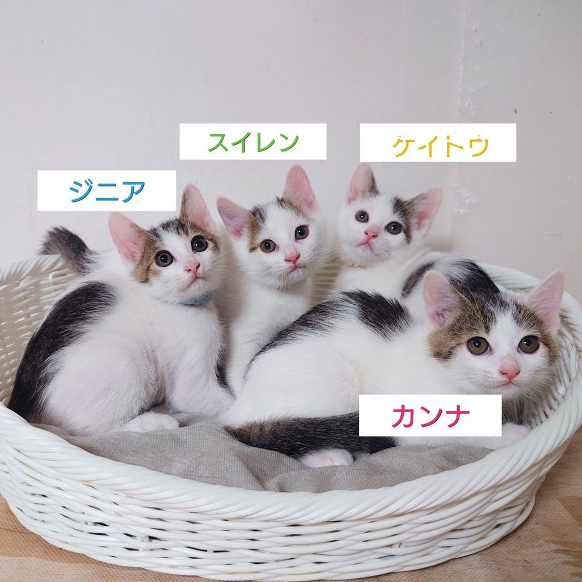 雑種（ミックス猫）・オスの里親募集の写真