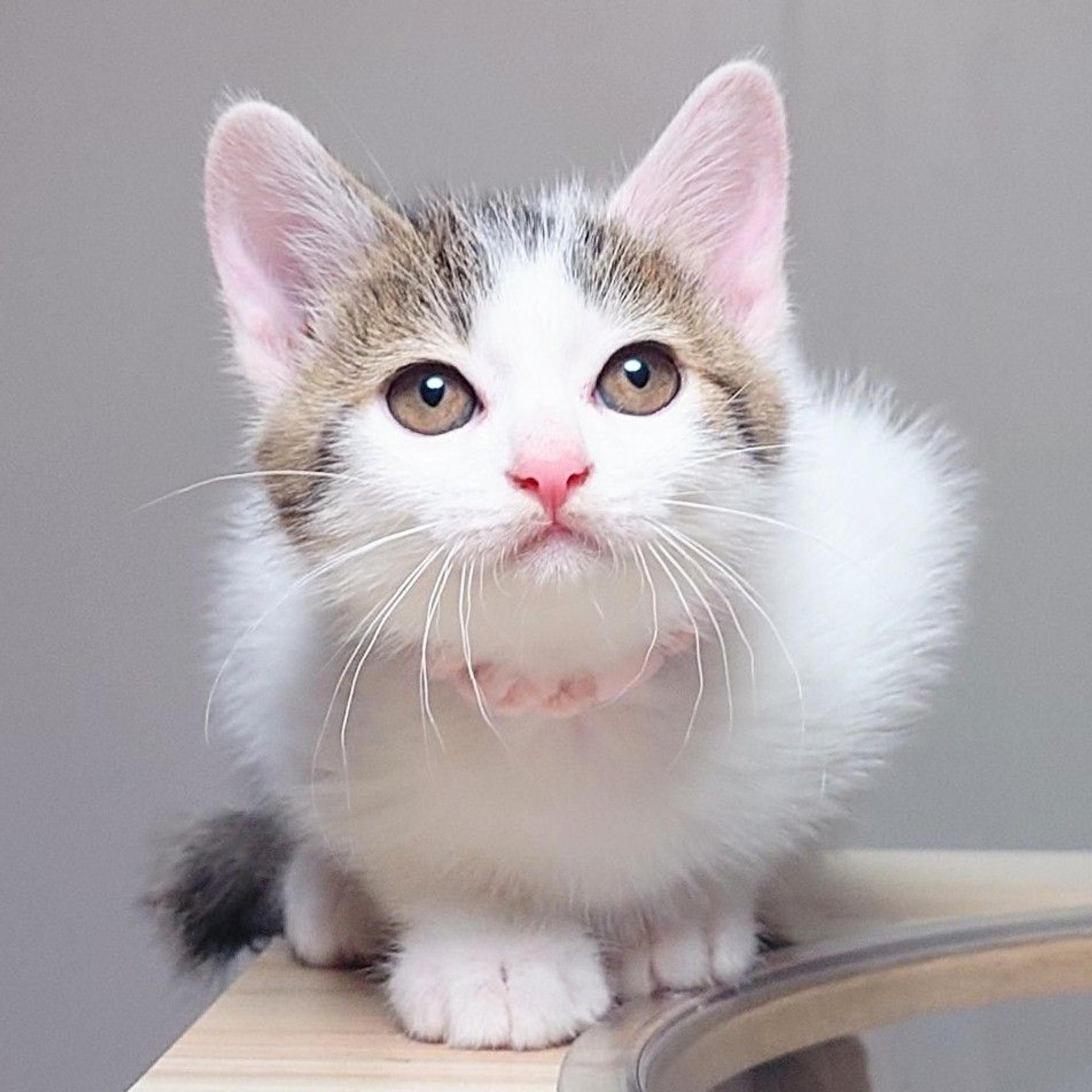 pet-image-2