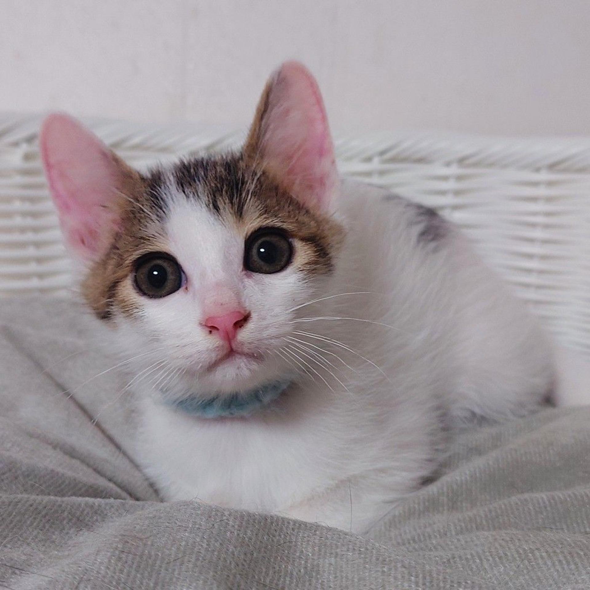 pet-image-4