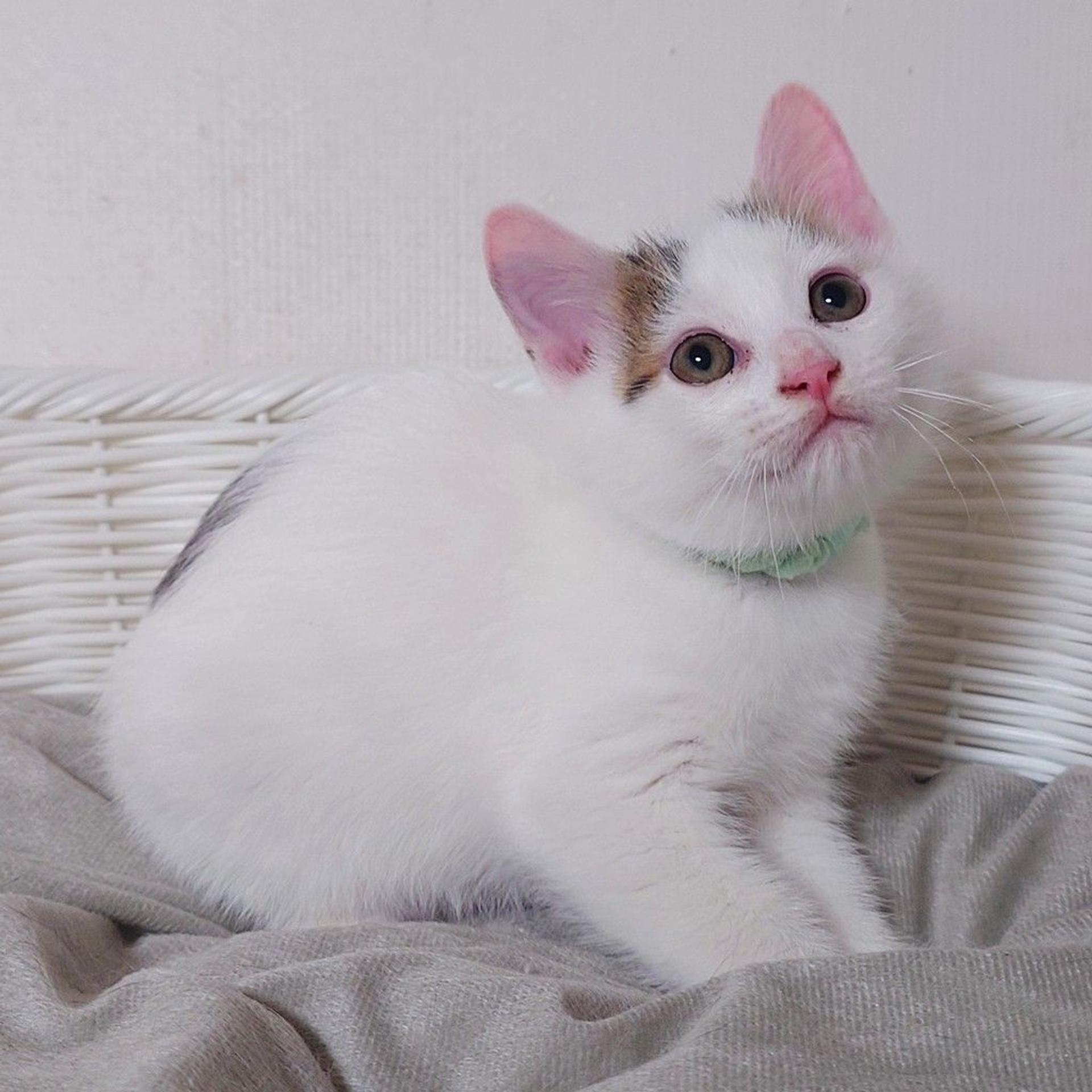 pet-image-5