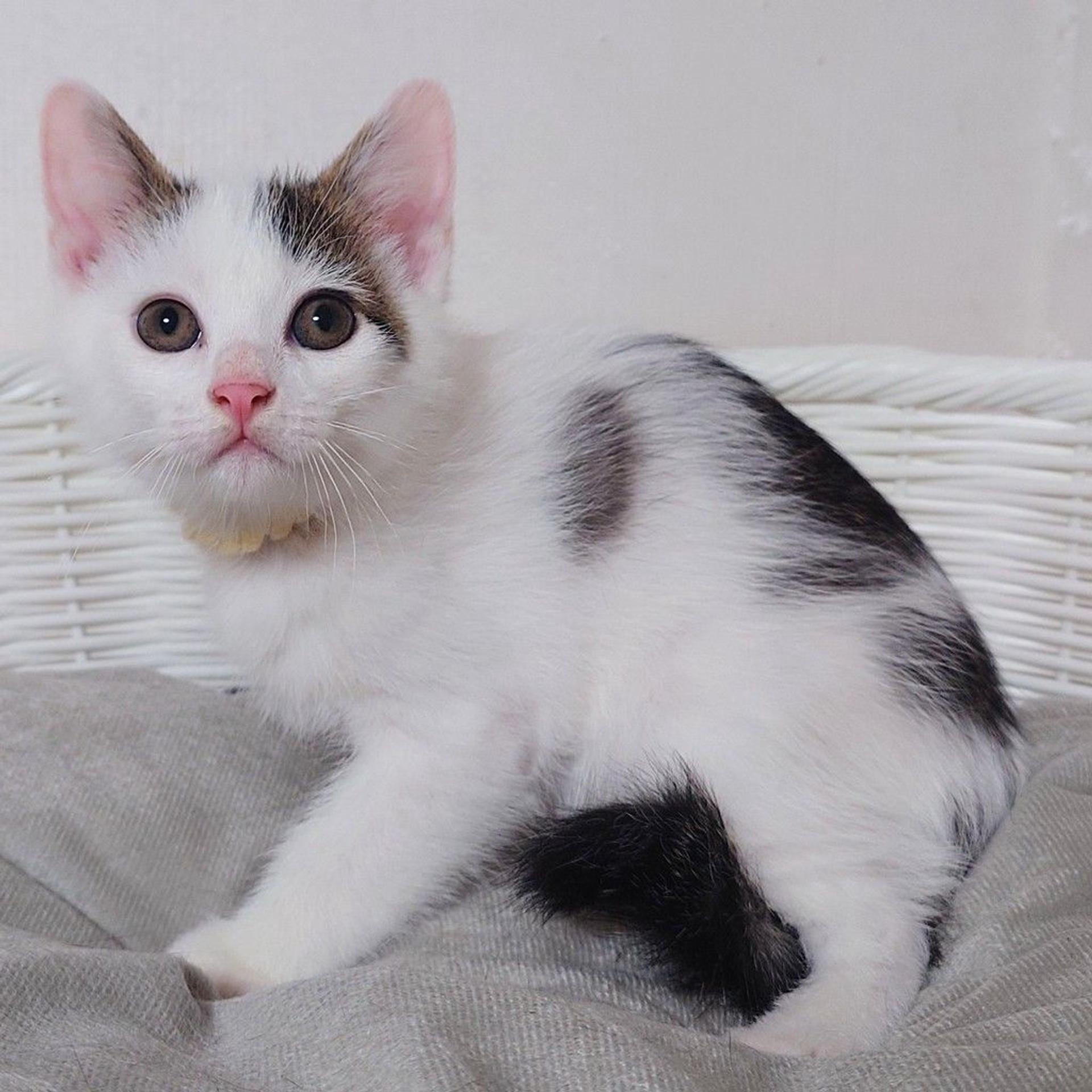 pet-image-6