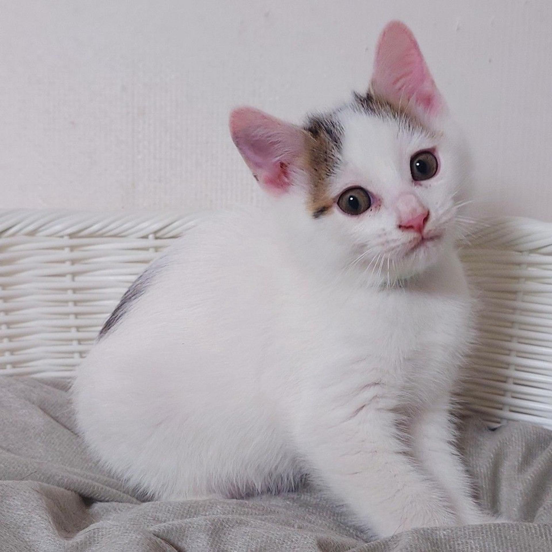 pet-image-7