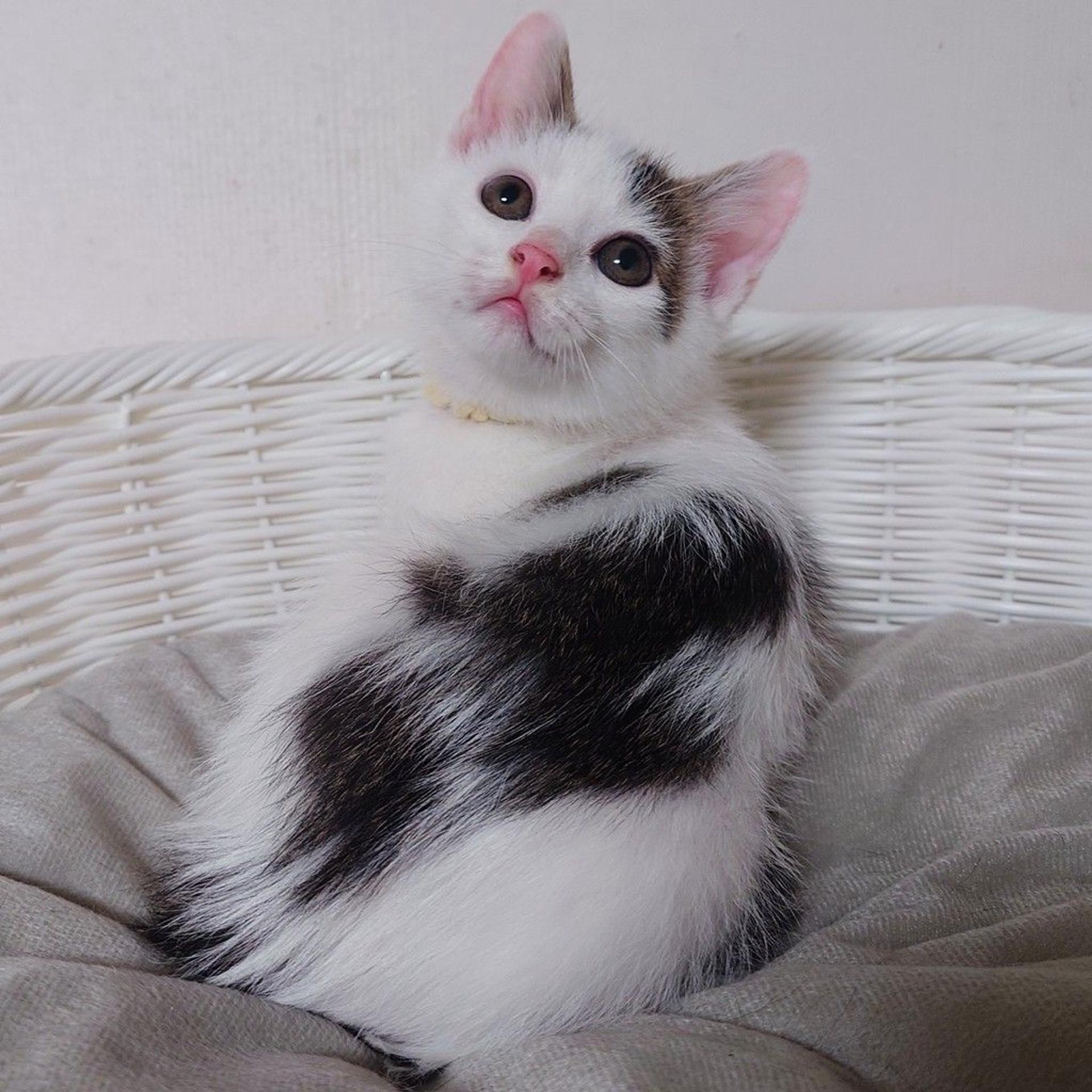 pet-image-8