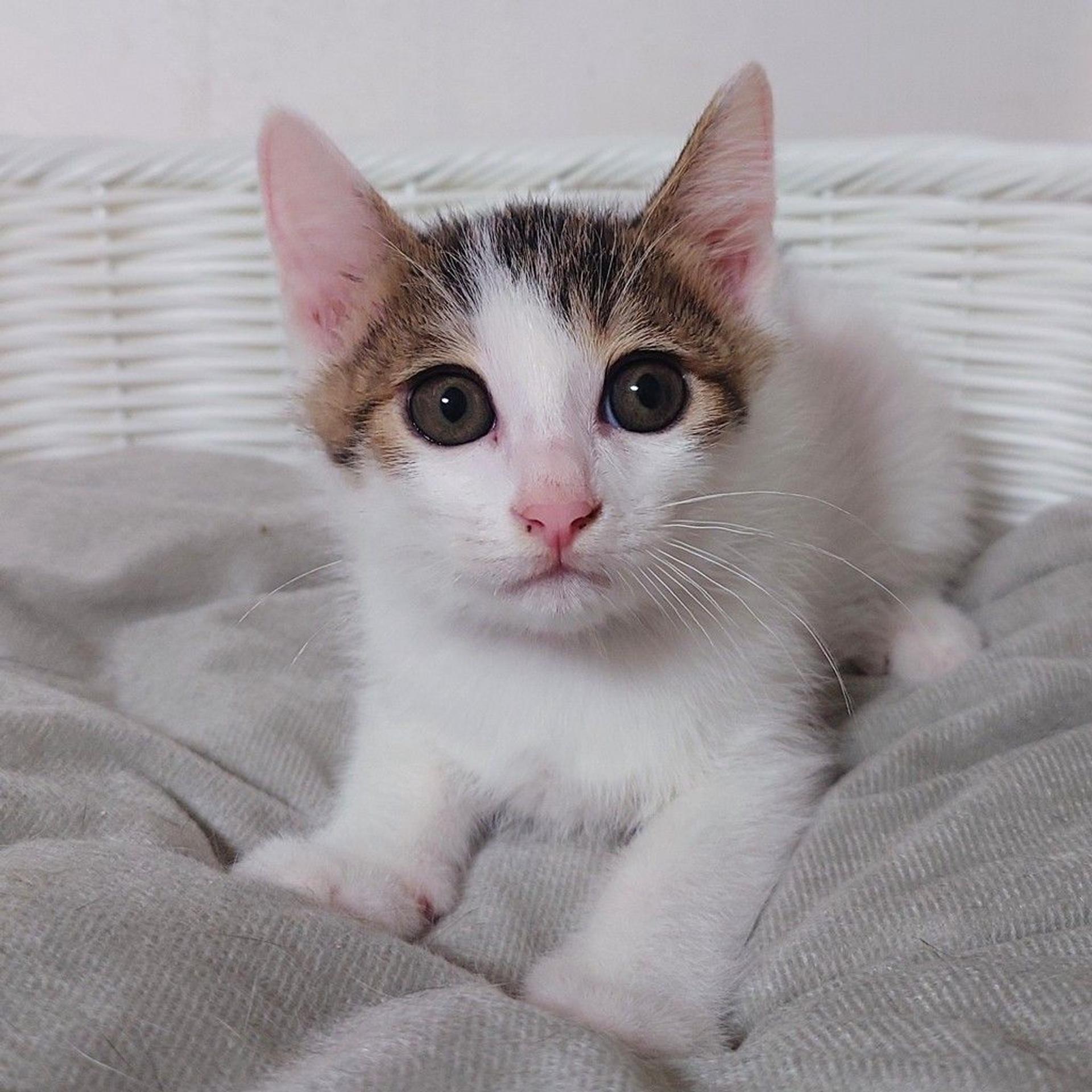 pet-image-9