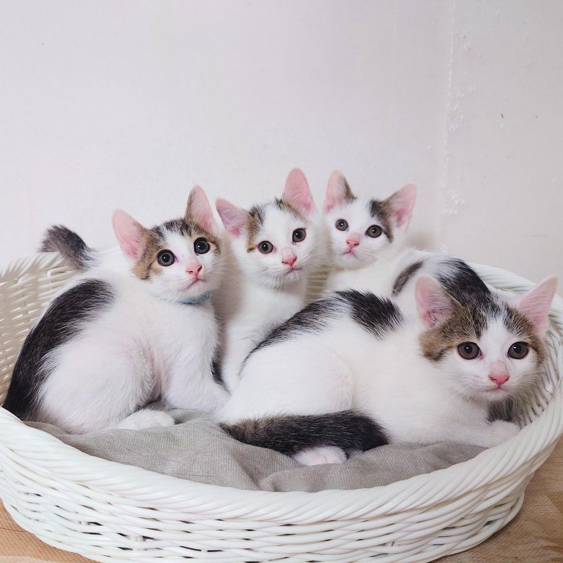 pet-image-10
