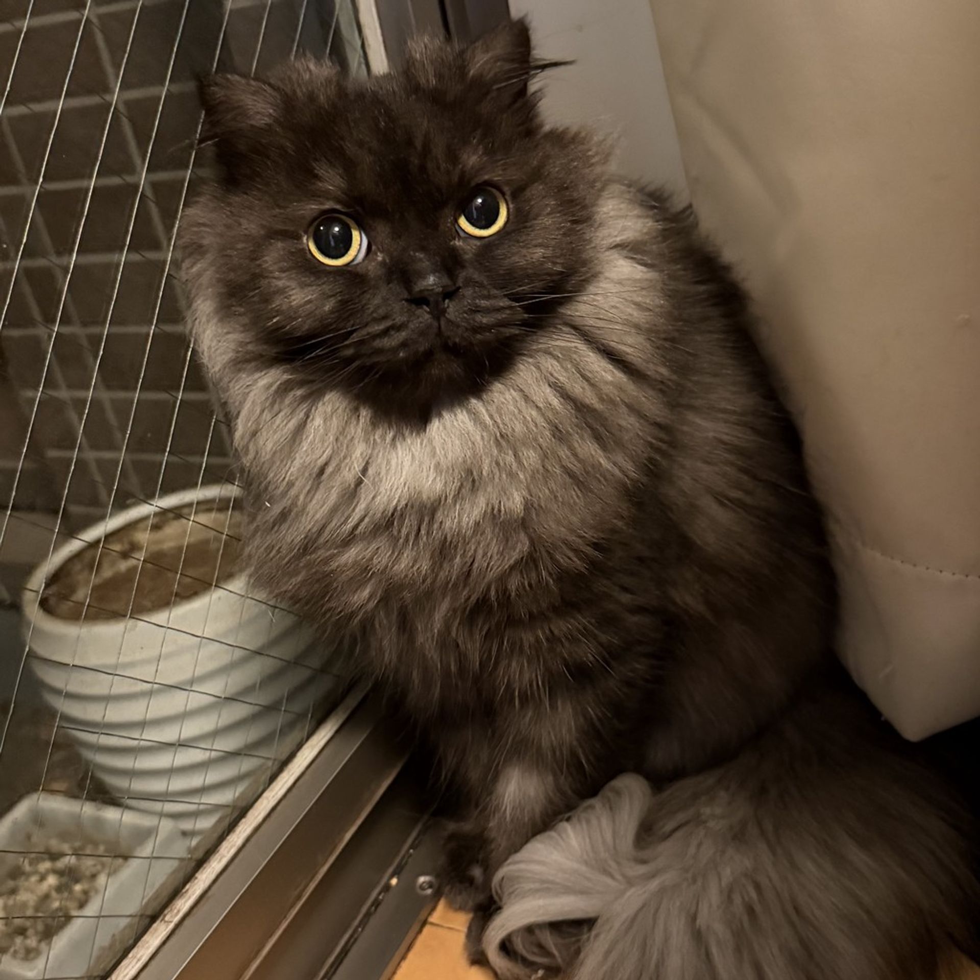 雑種（ミックス猫）・オスの里親募集の写真