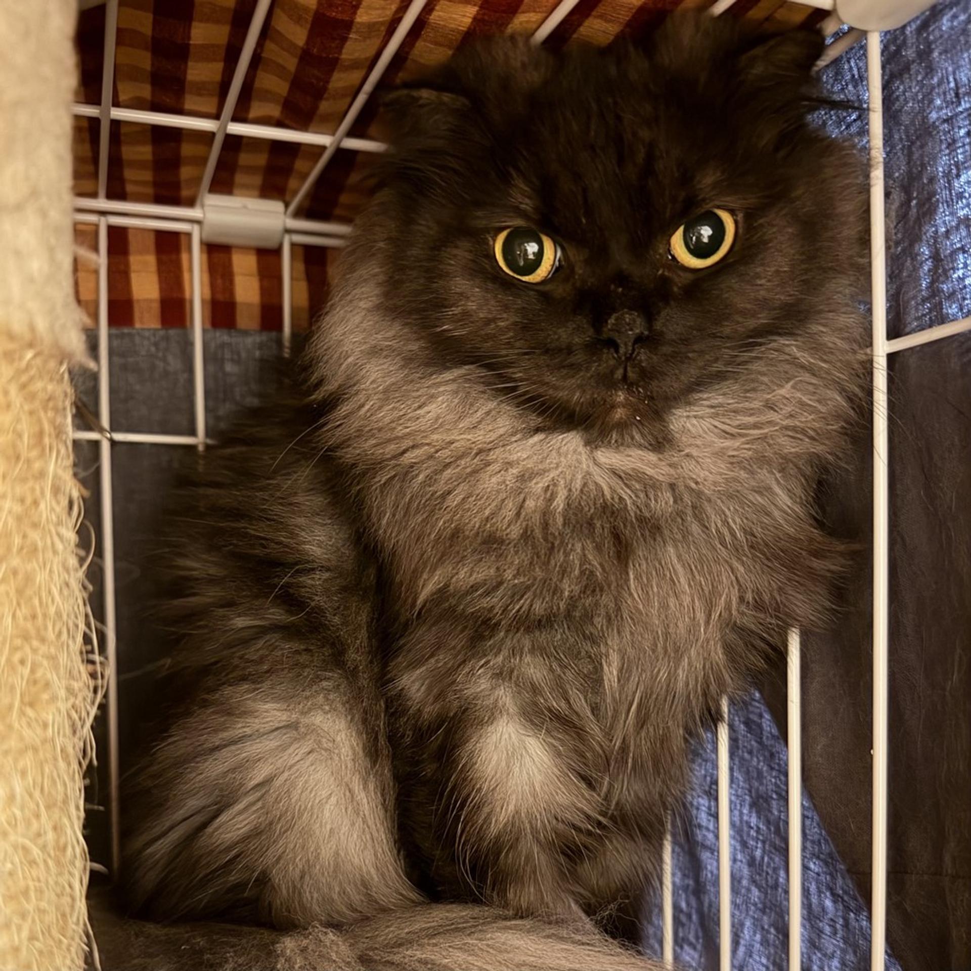 pet-image-2