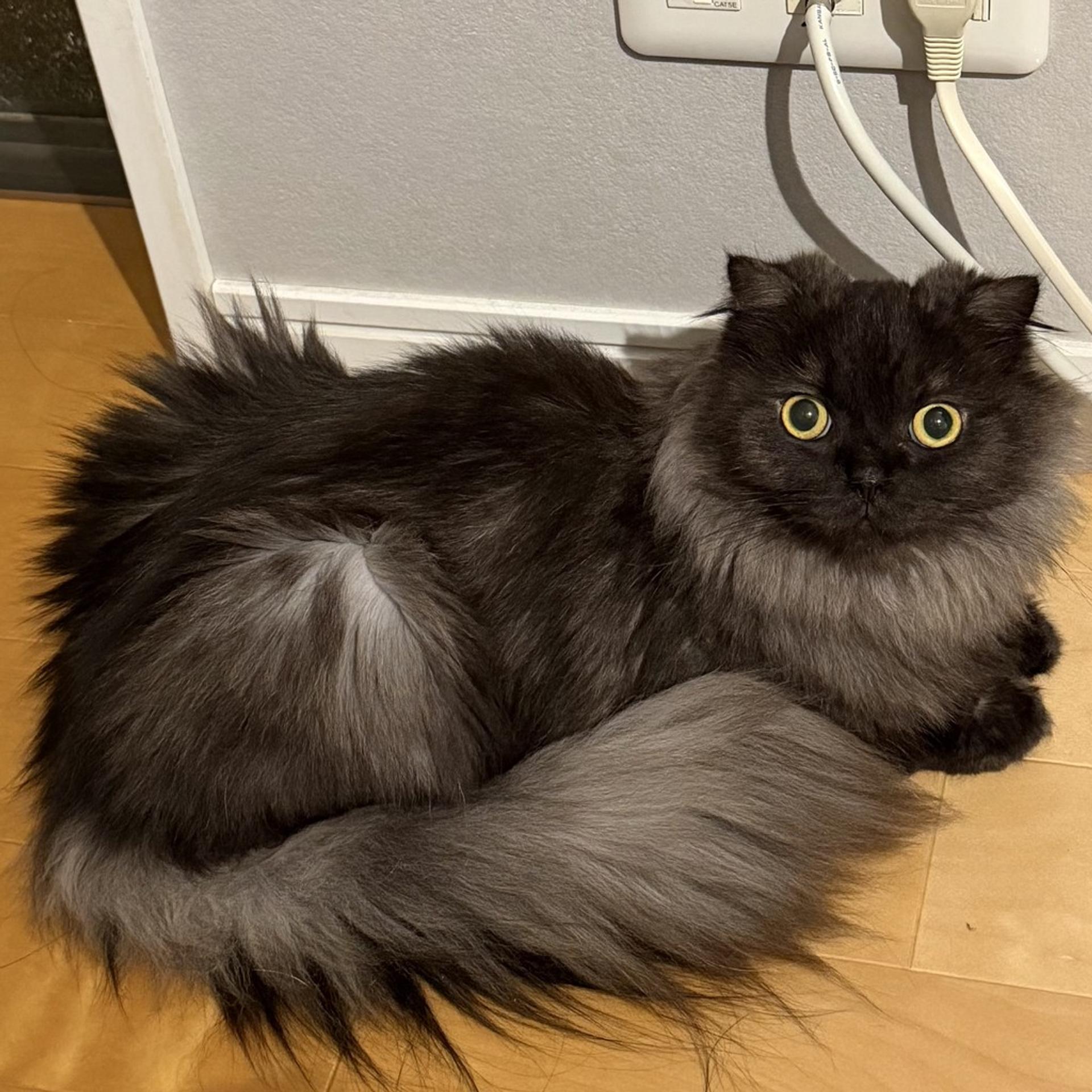 pet-image-3