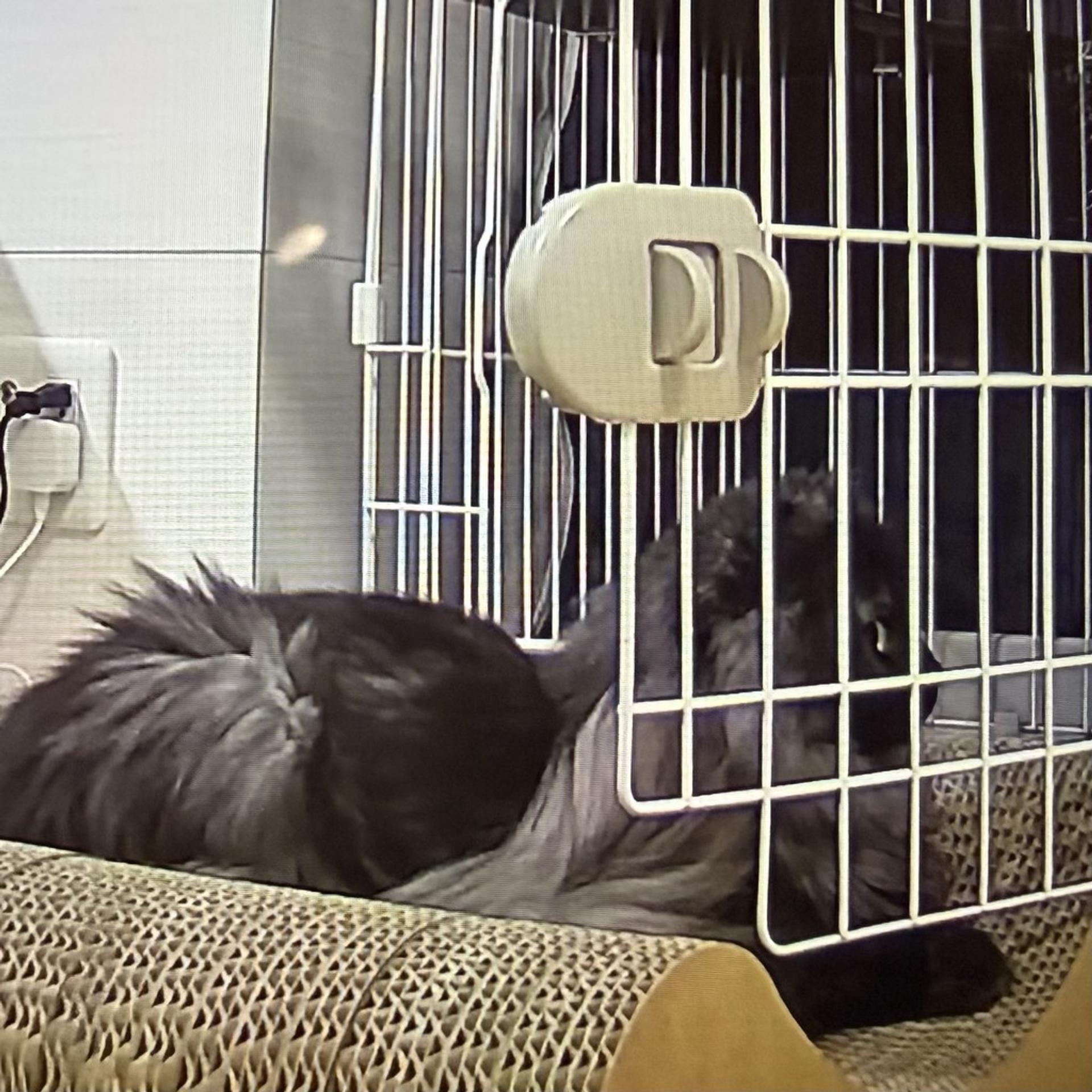 pet-image-5