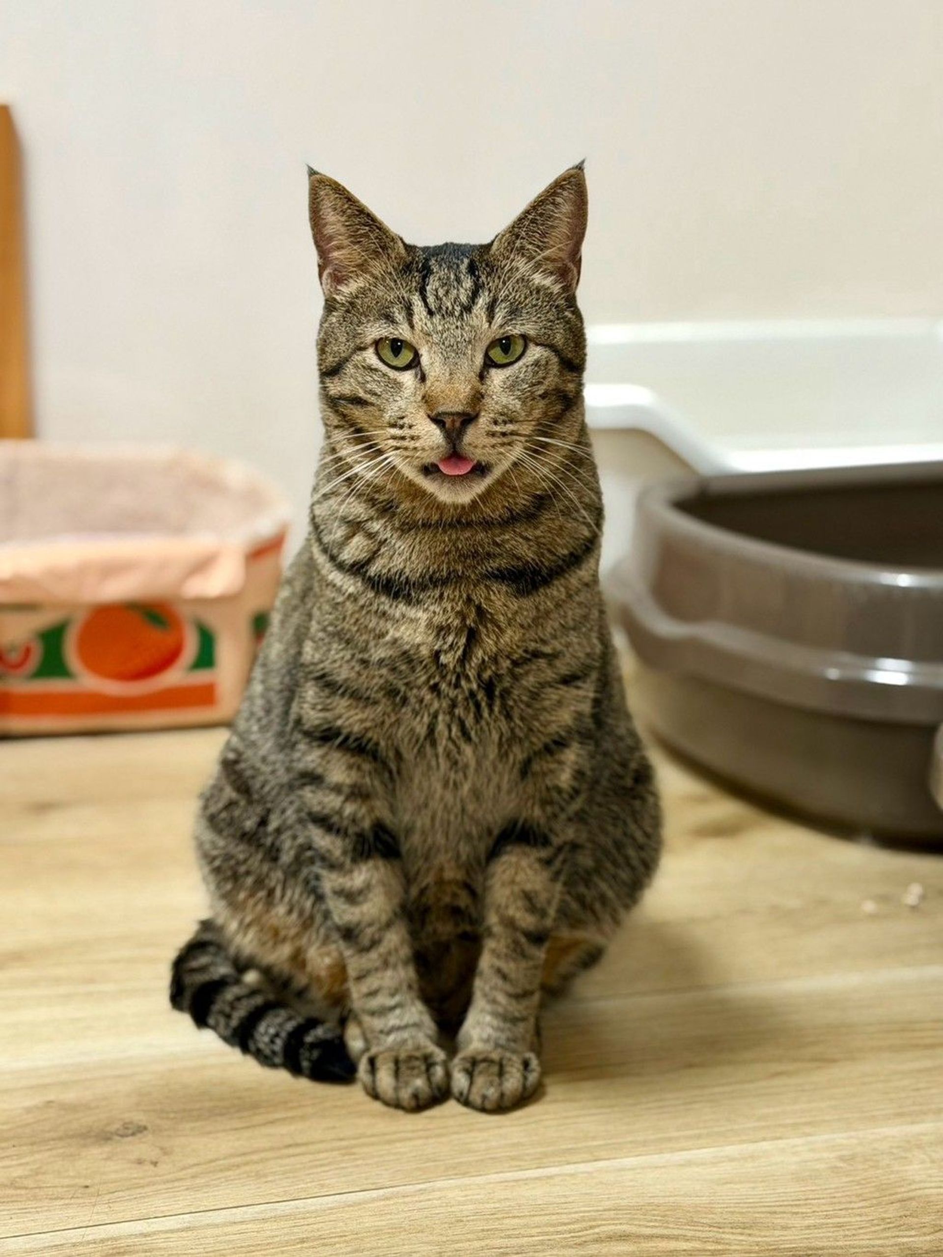 雑種（ミックス猫）・オスの里親募集の写真