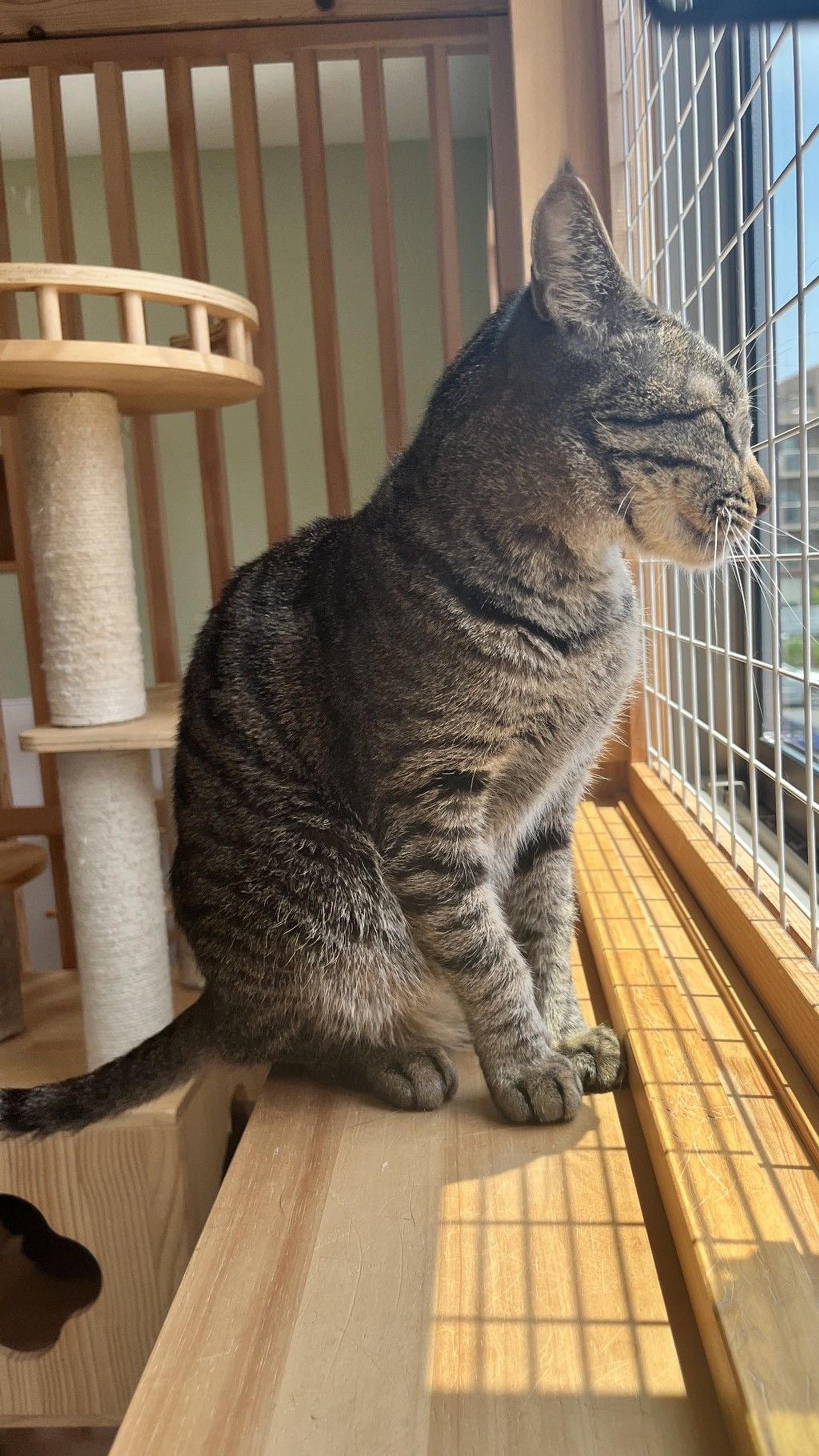 pet-image-3