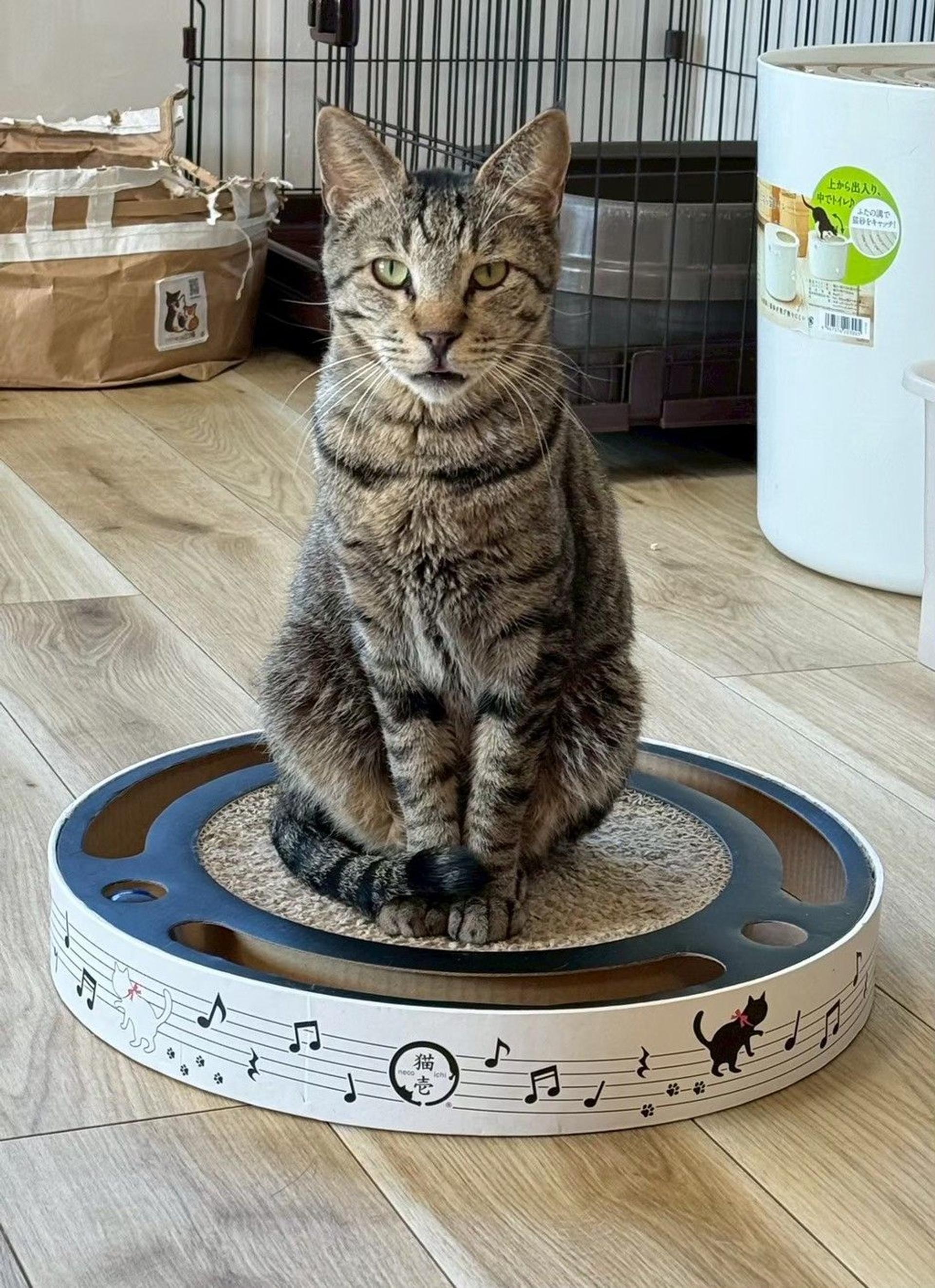 pet-image-5