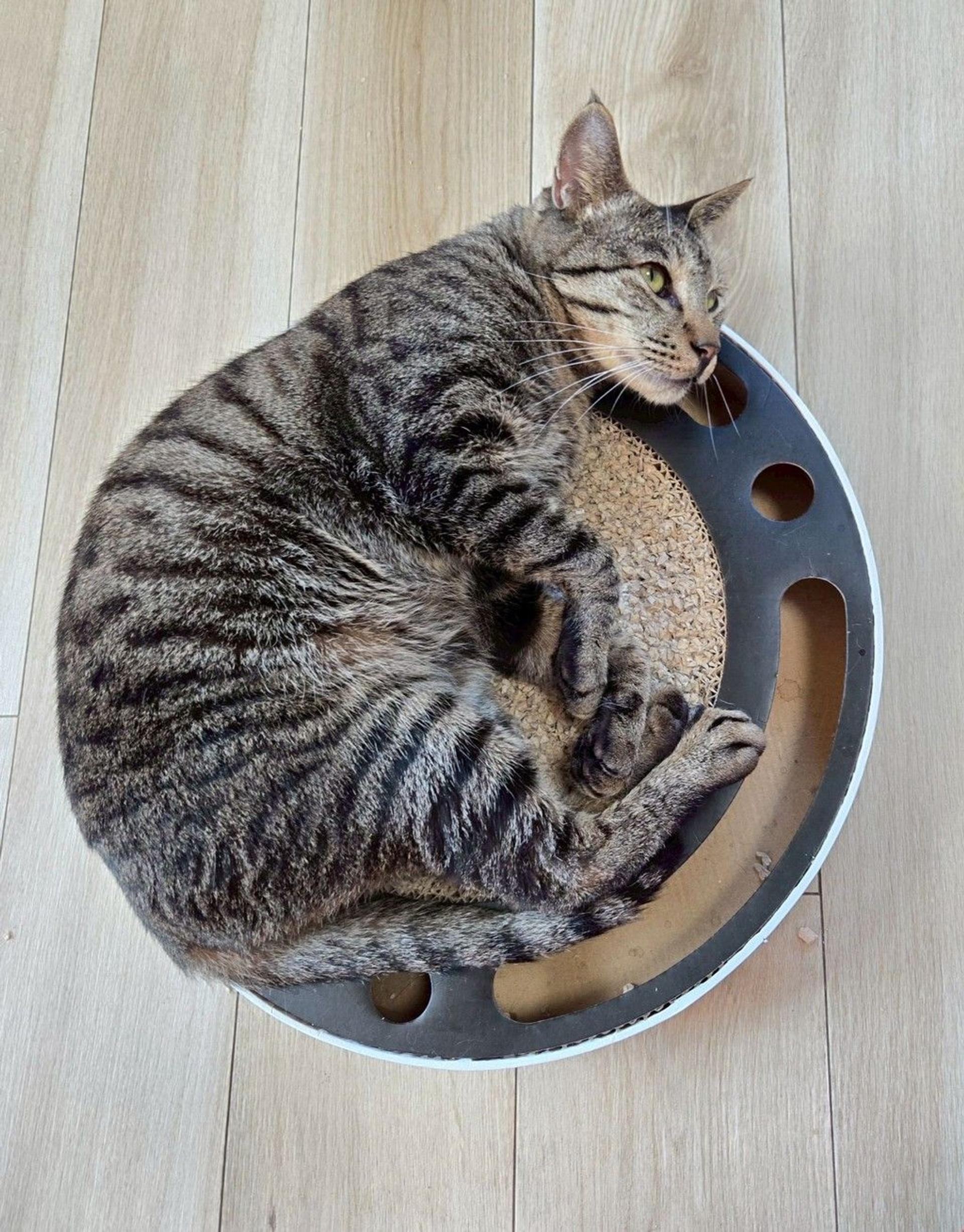 pet-image-7
