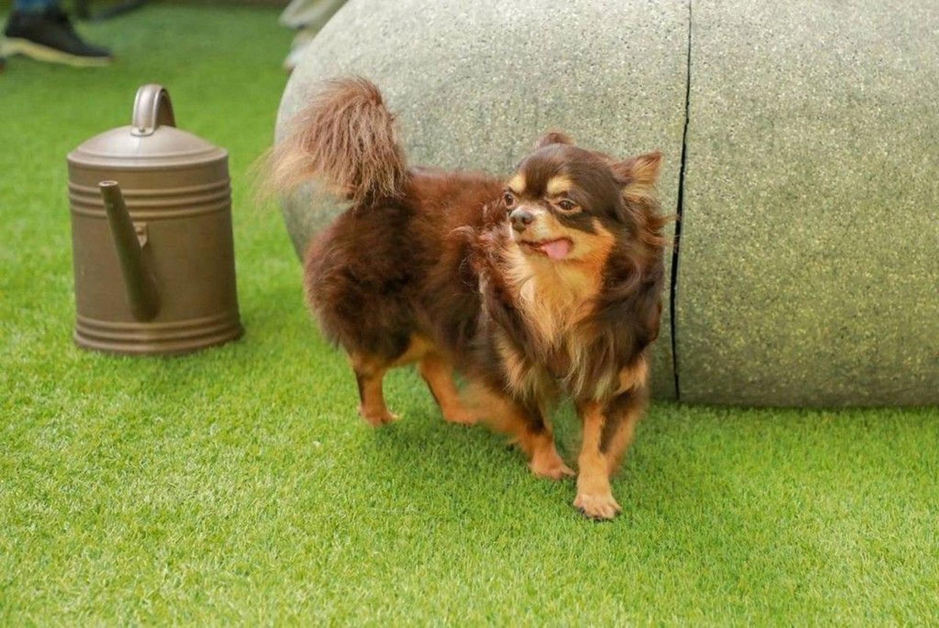 pet-image-2
