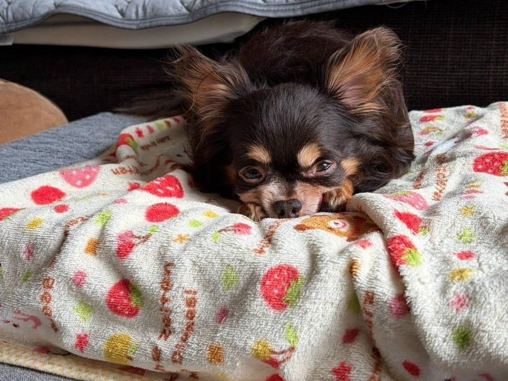 pet-image-5