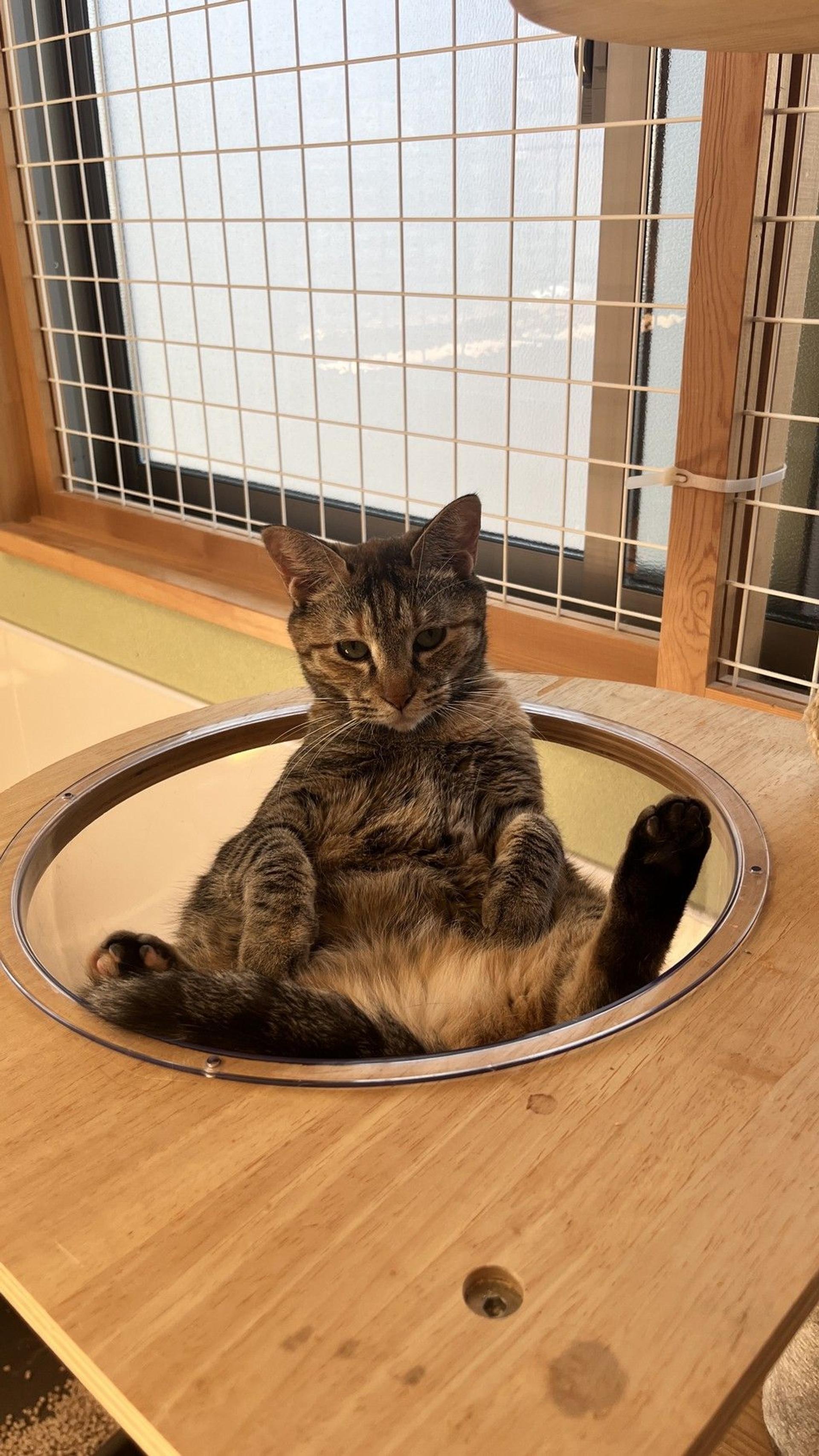 pet-image-3