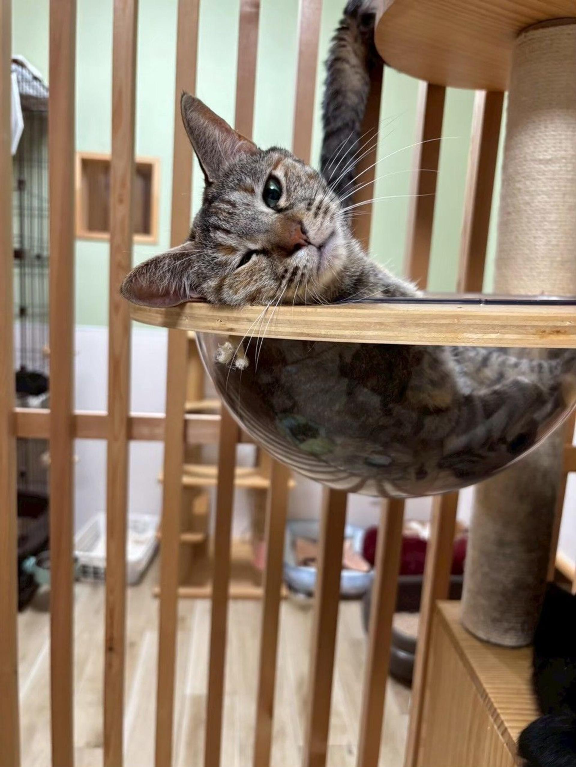 pet-image-4