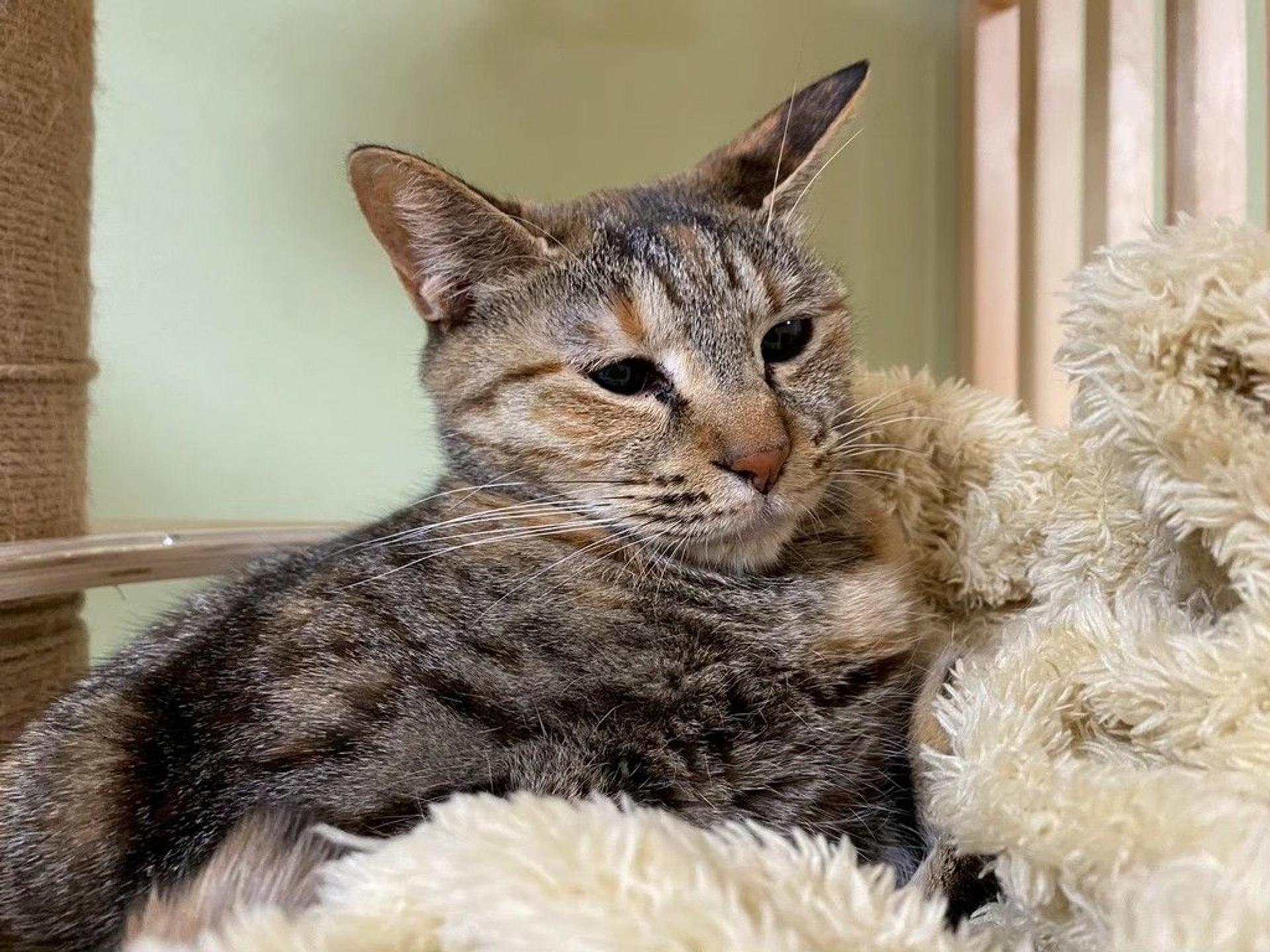 pet-image-5