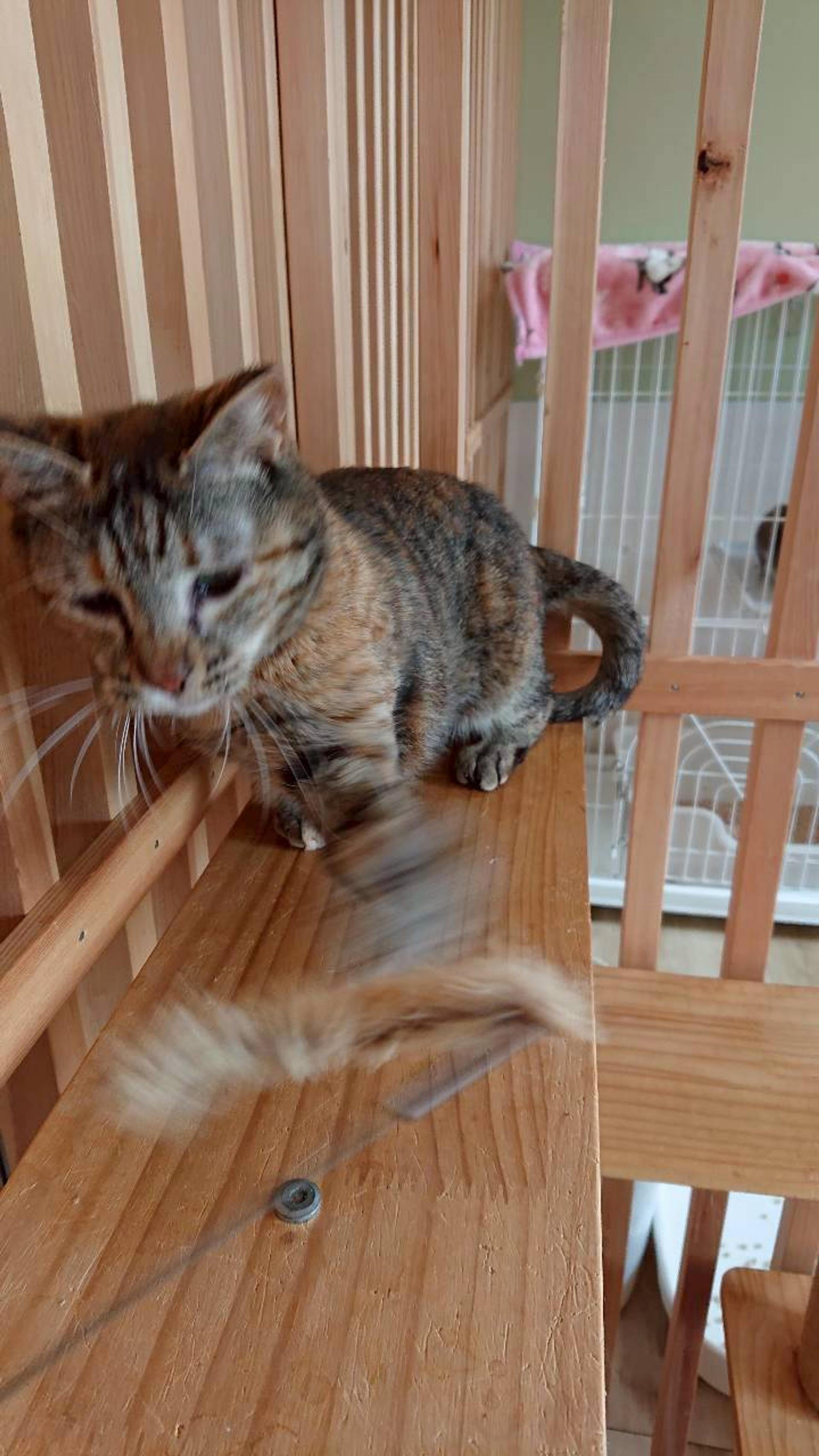 pet-image-7