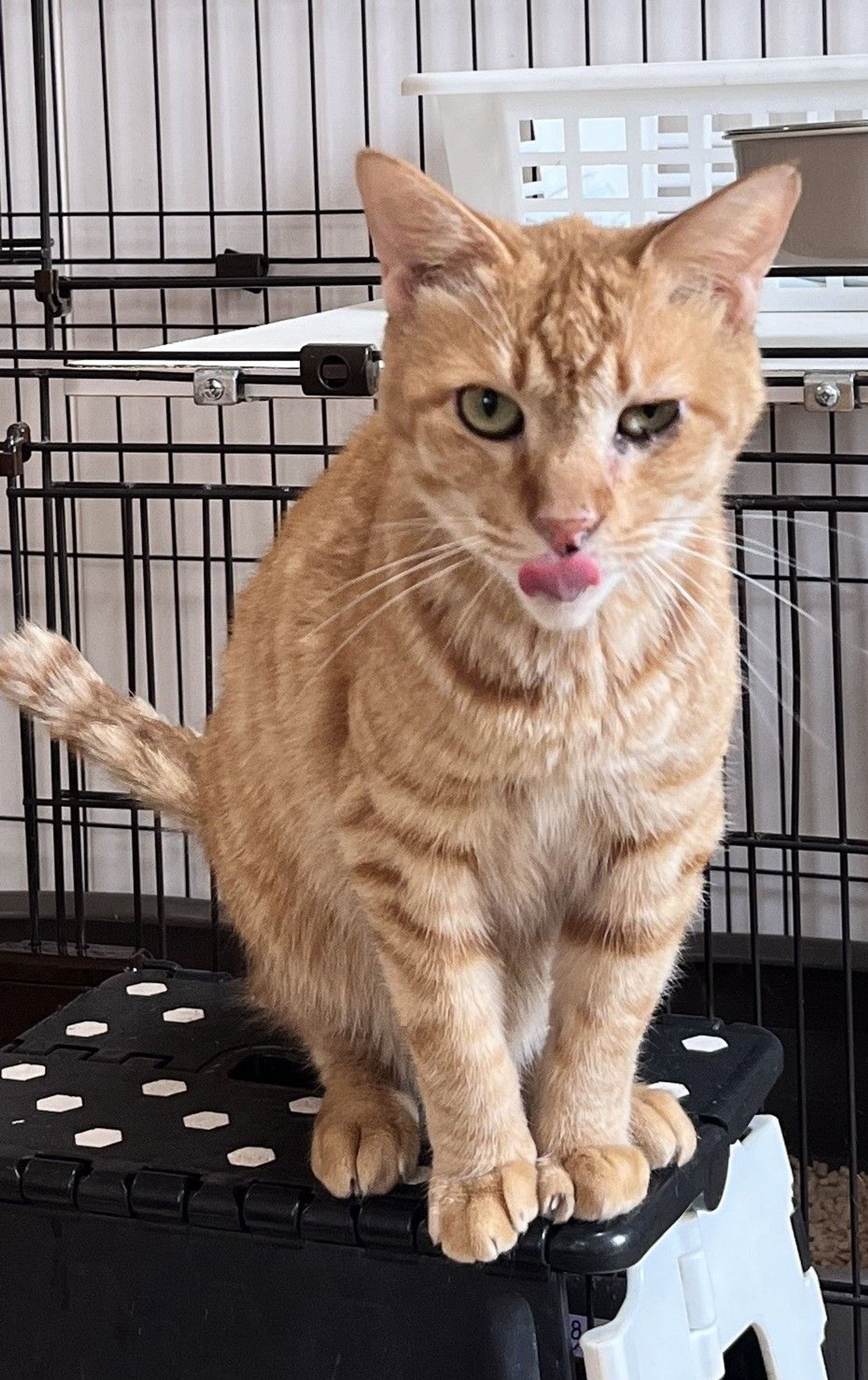 雑種（ミックス猫）・オスの里親募集の写真