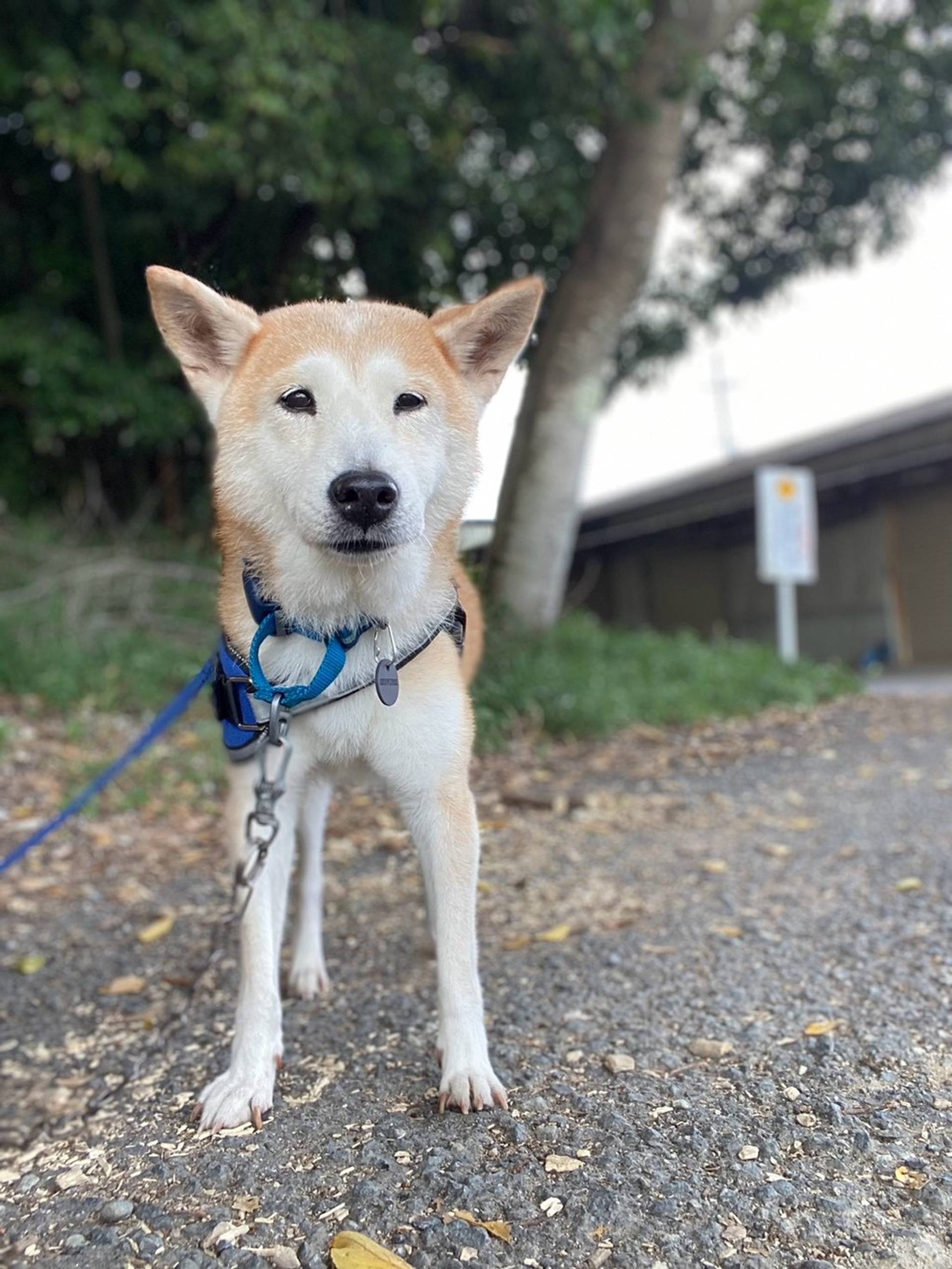 柴犬・メスの里親募集の写真