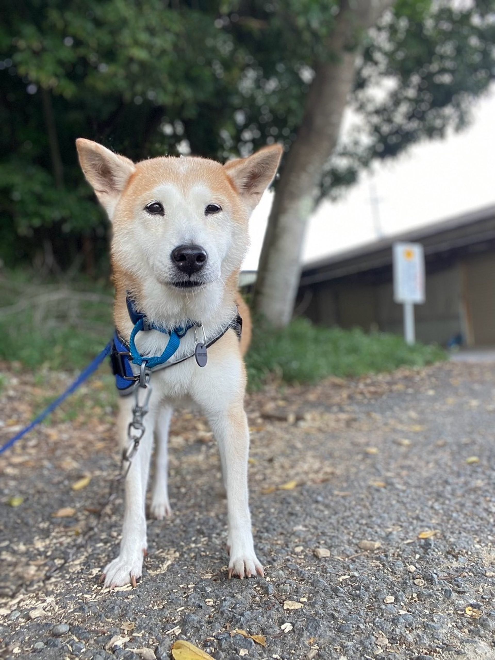 柴犬・メスの里親募集の写真