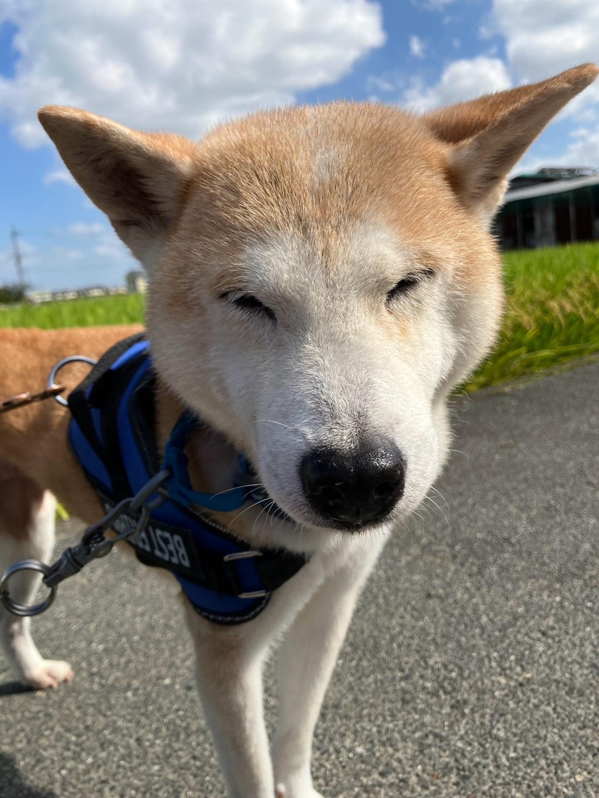 pet-image-2