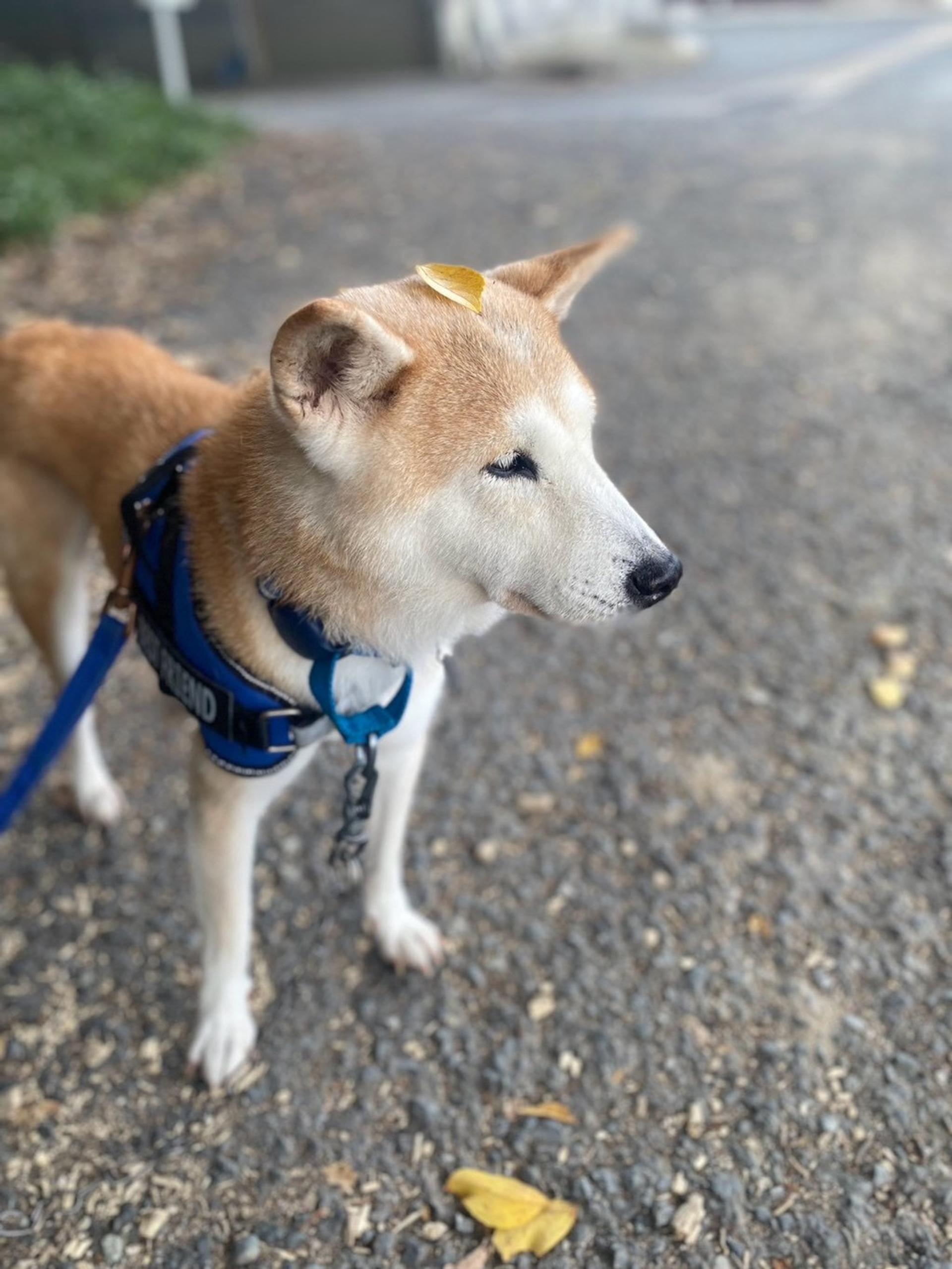 pet-image-4