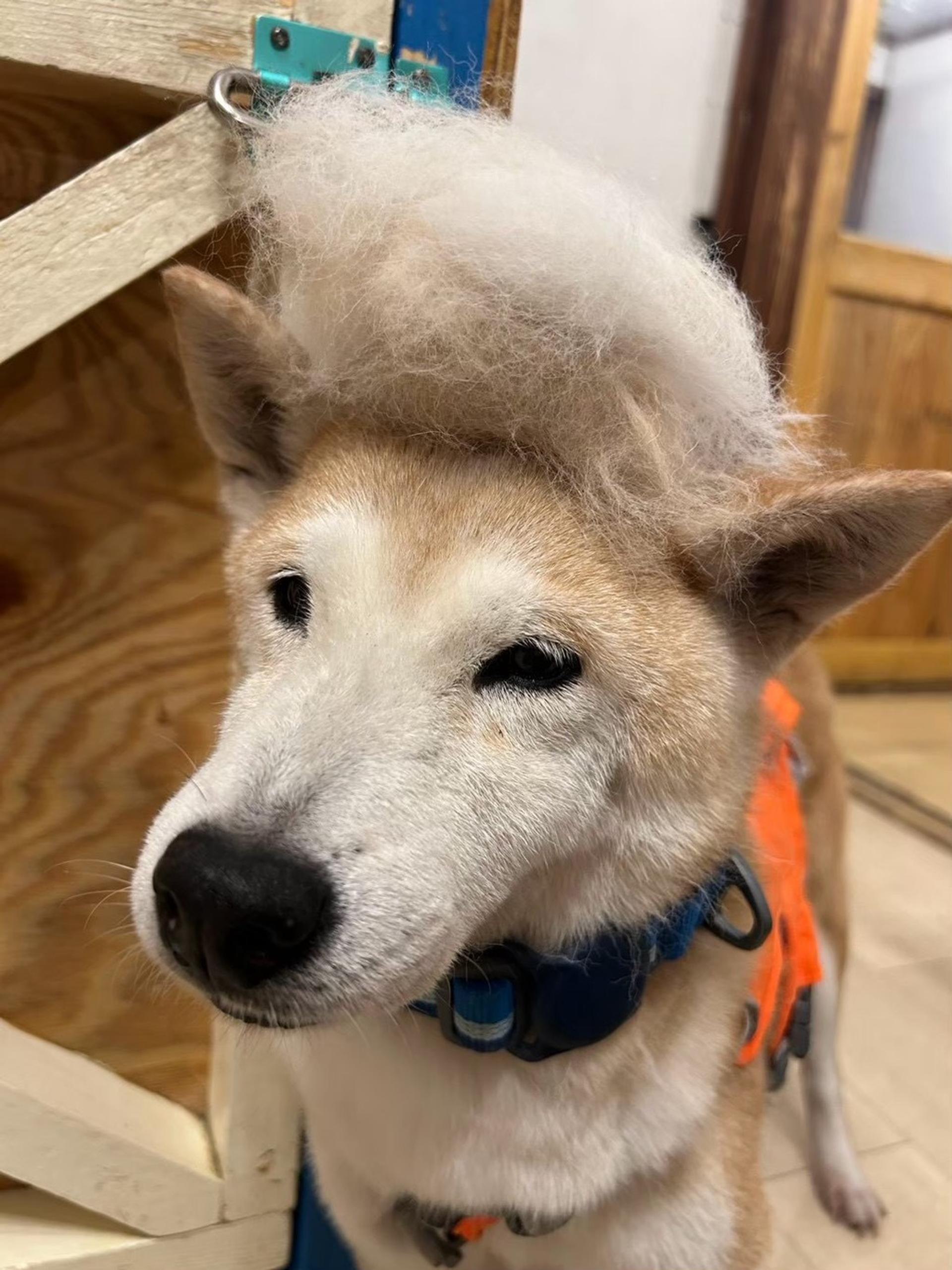 pet-image-5