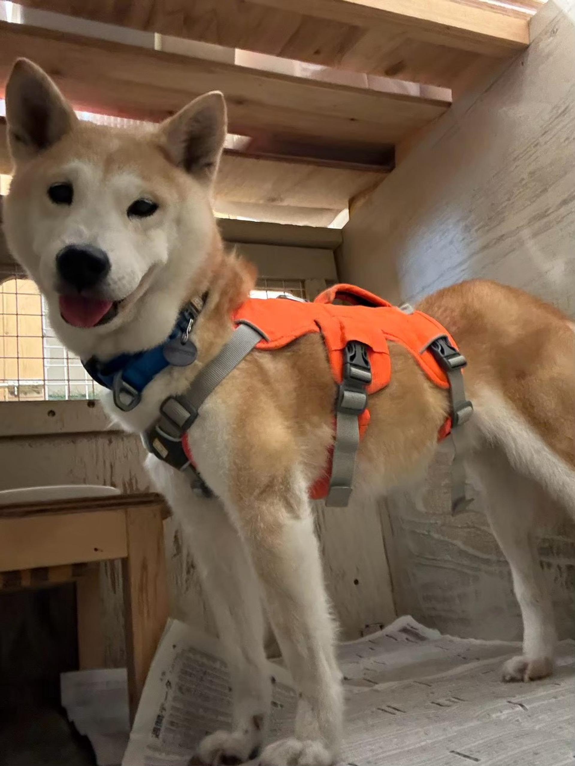 pet-image-6