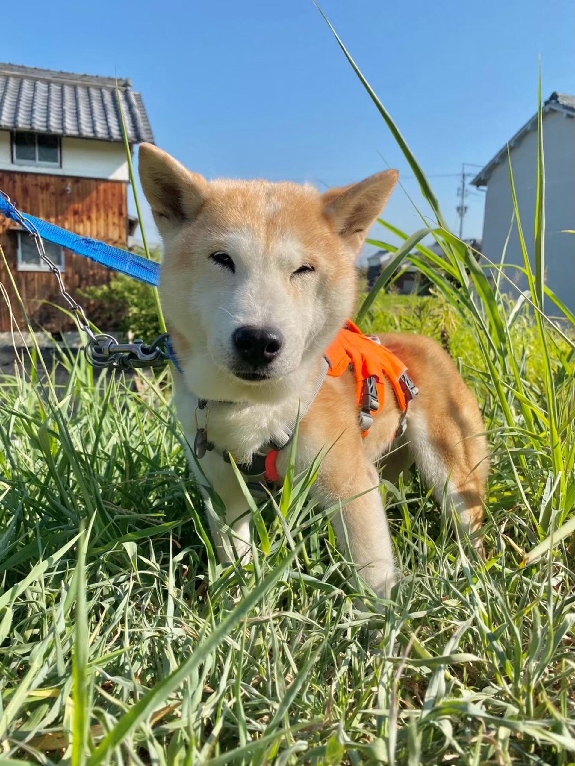 pet-image-8