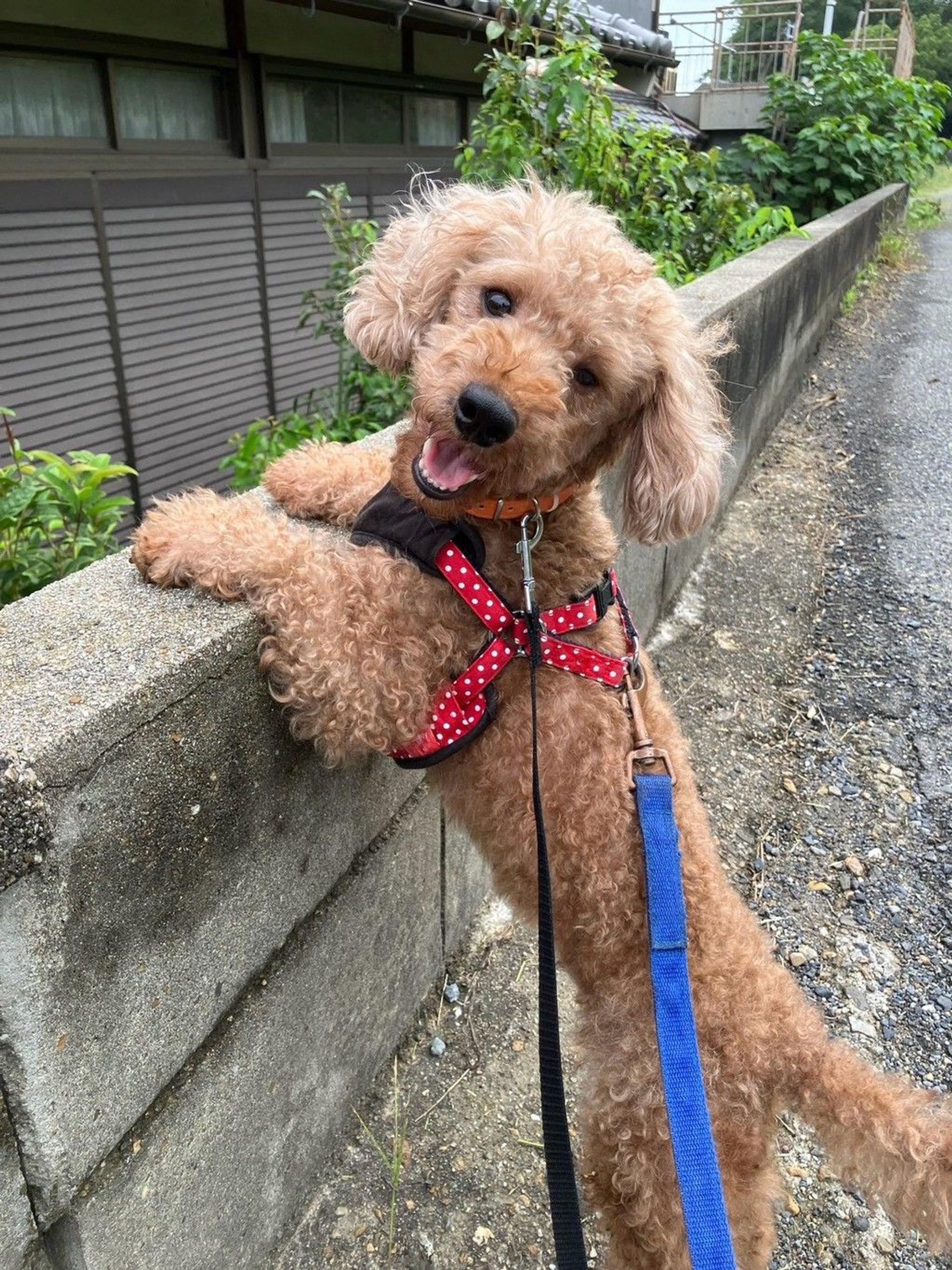 pet-image-2